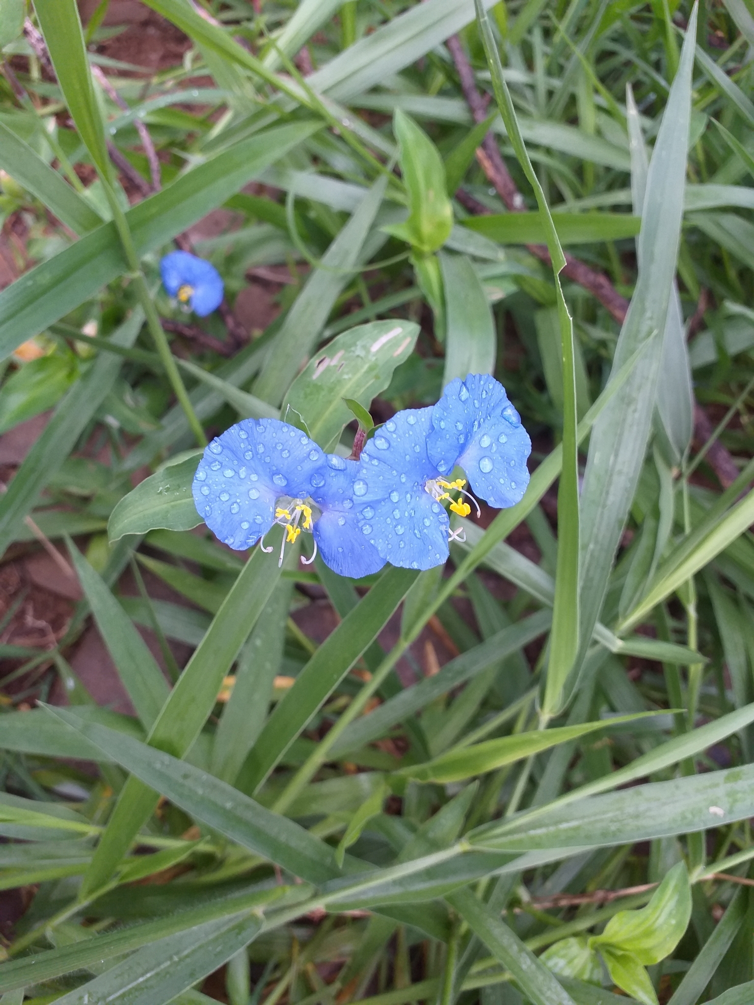 Photo of whitemouth dayflower (10/12)