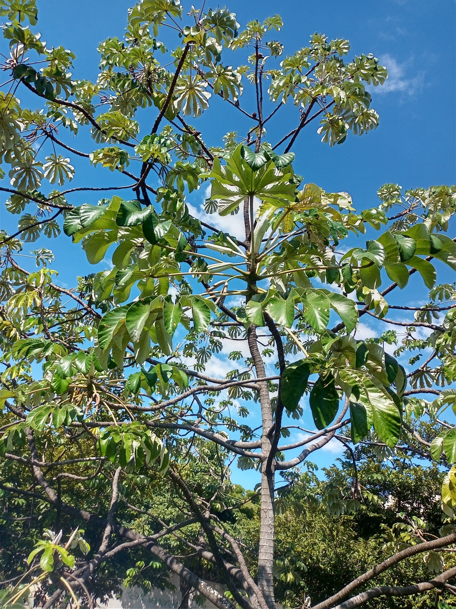 Photo of Pumpwood (2/9)