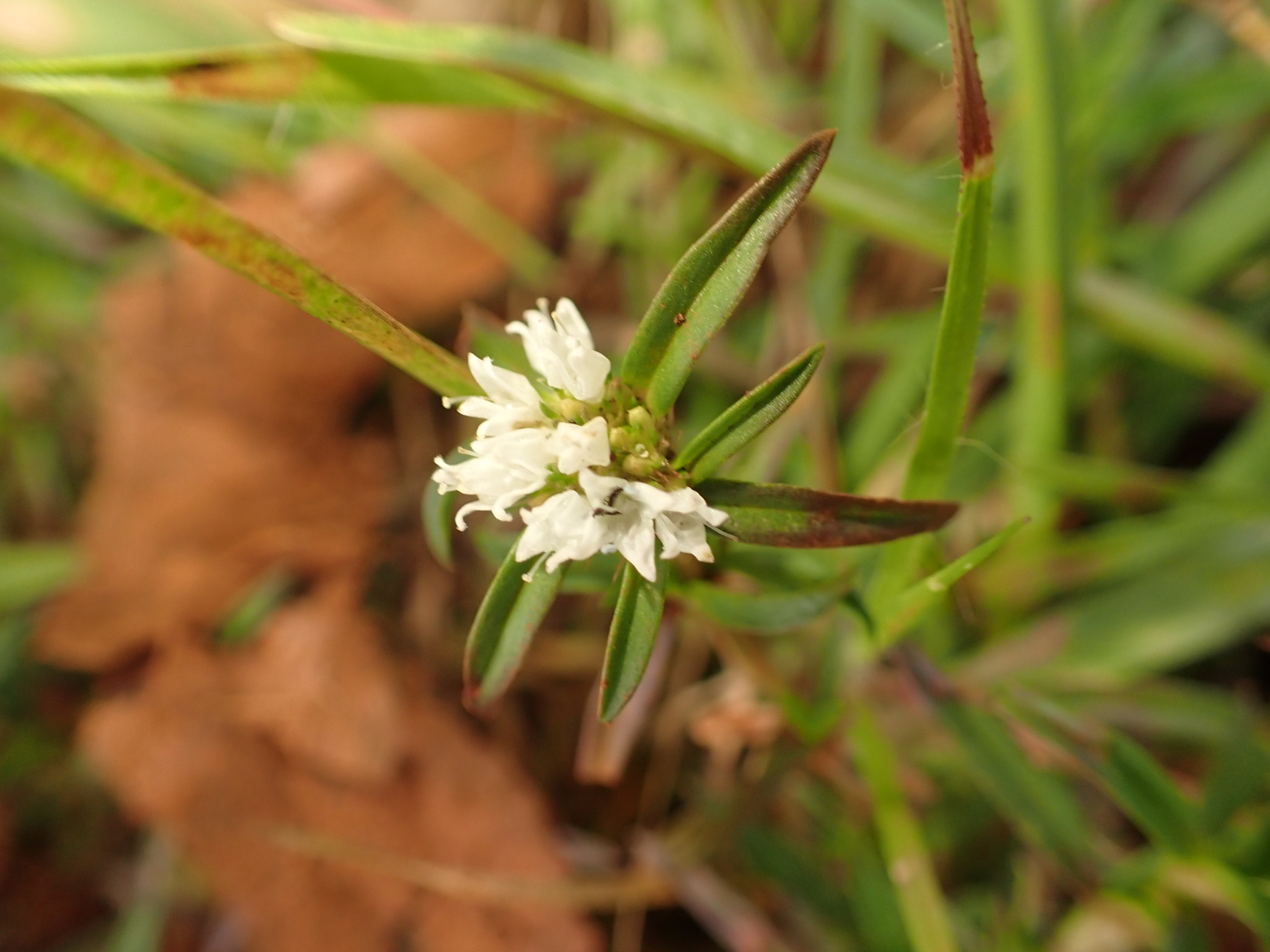 Photo of shrubby false buttonweed (3/12)