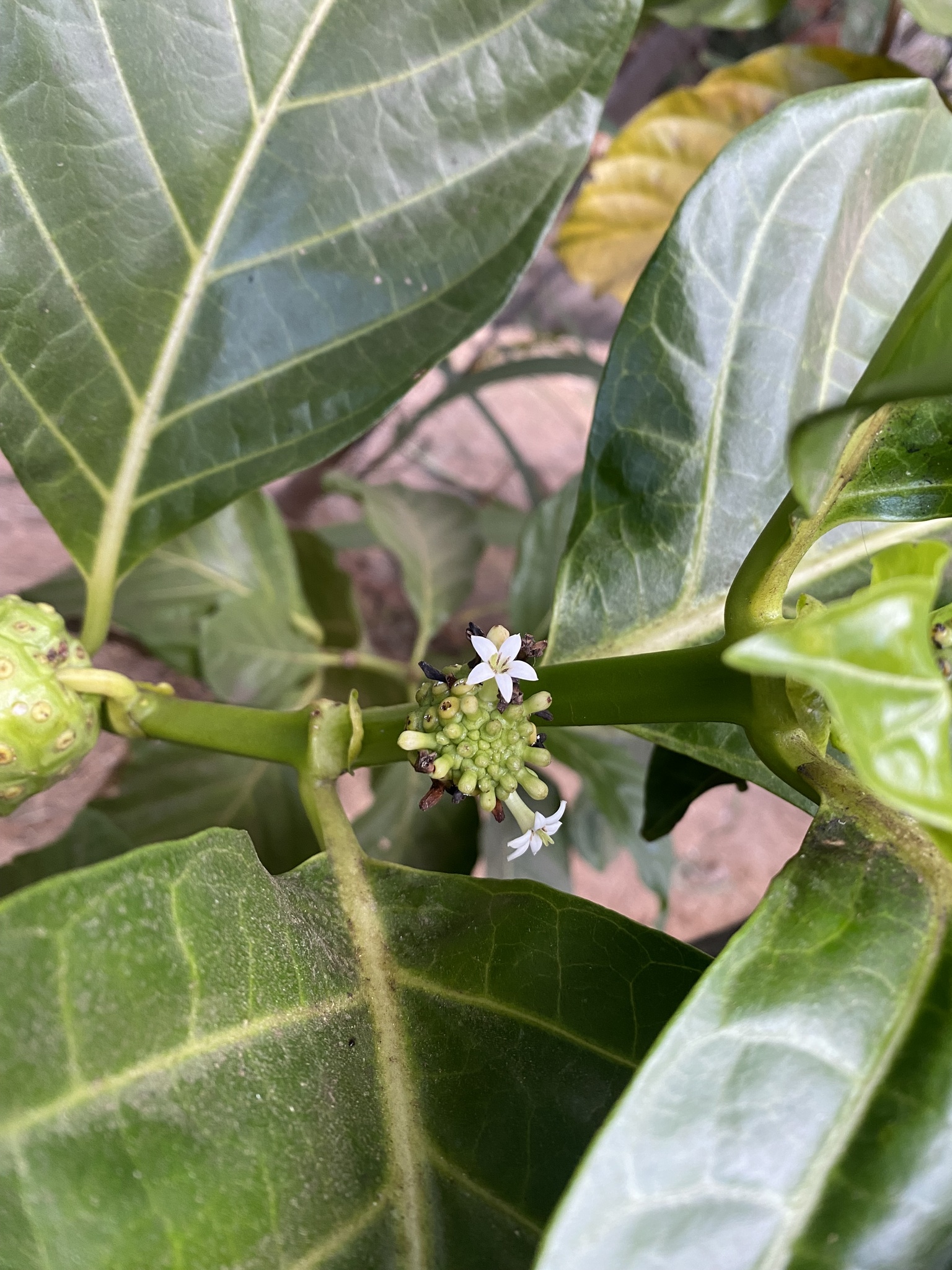 Photo of Noni (1/8)