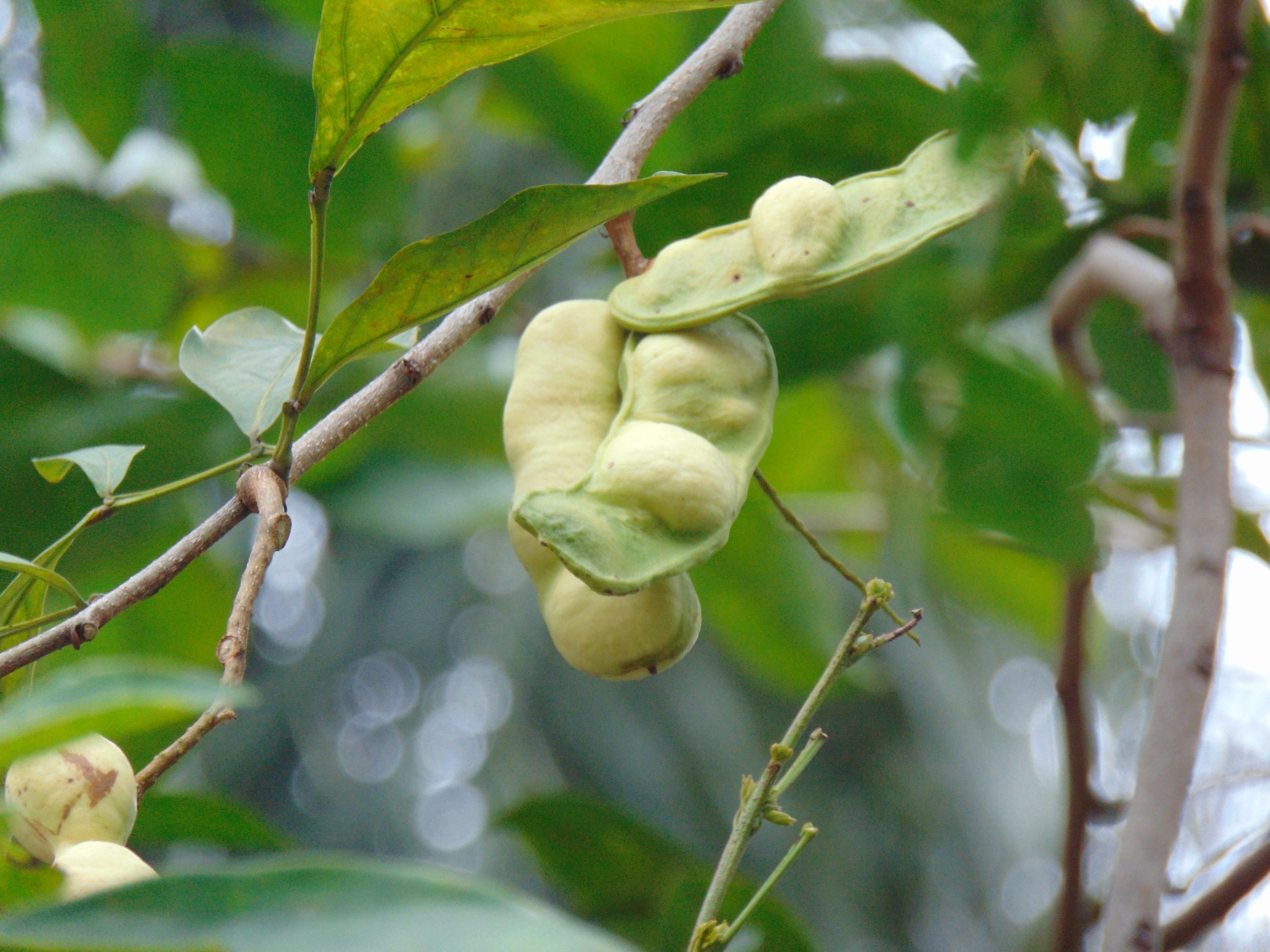 Photo of sacky sac bean (8/10)