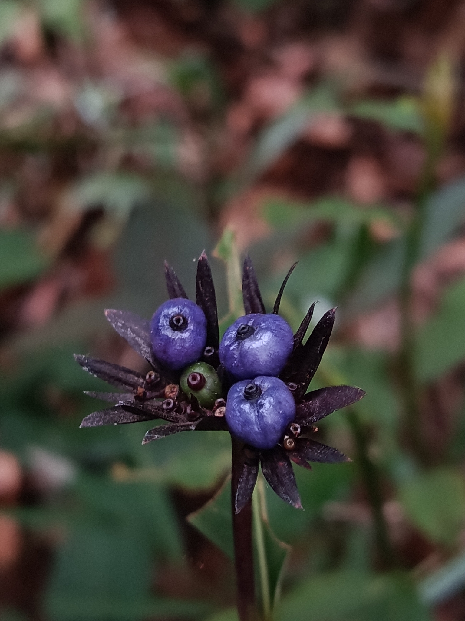 Photo of Plantae (3/6)
