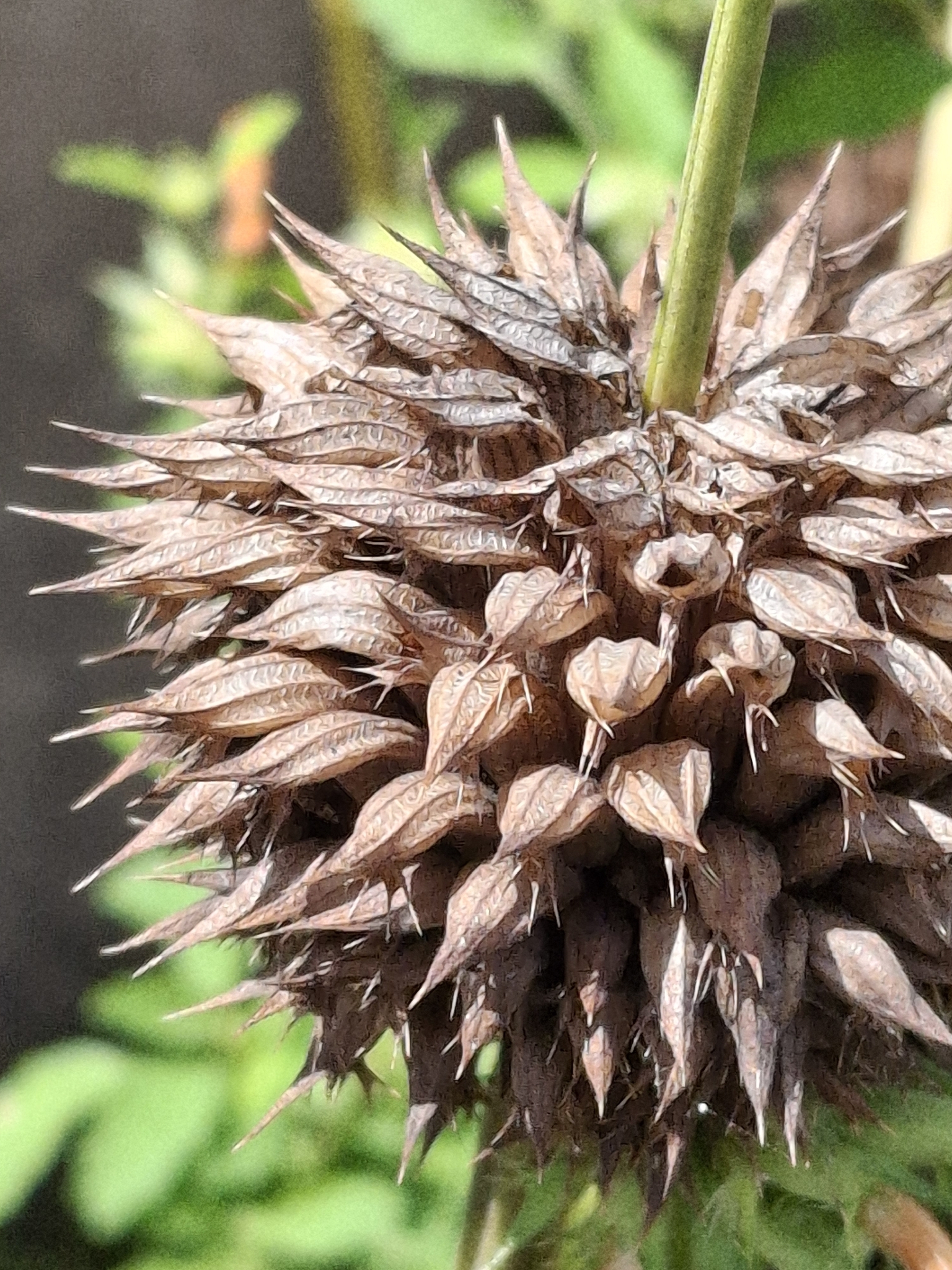 Photo of lion's ear (2/7)