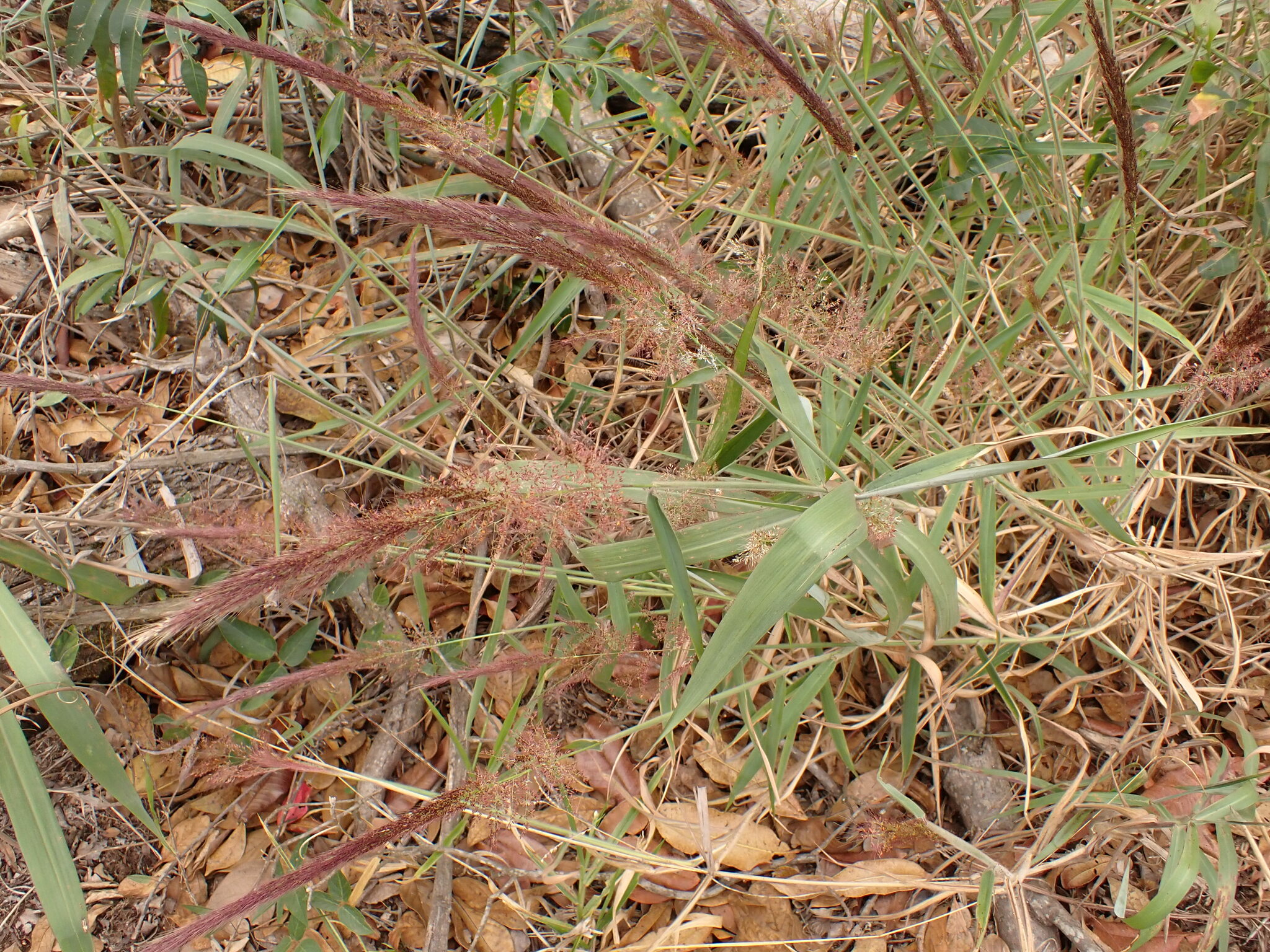 Photo of Molasses Grass (8/11)