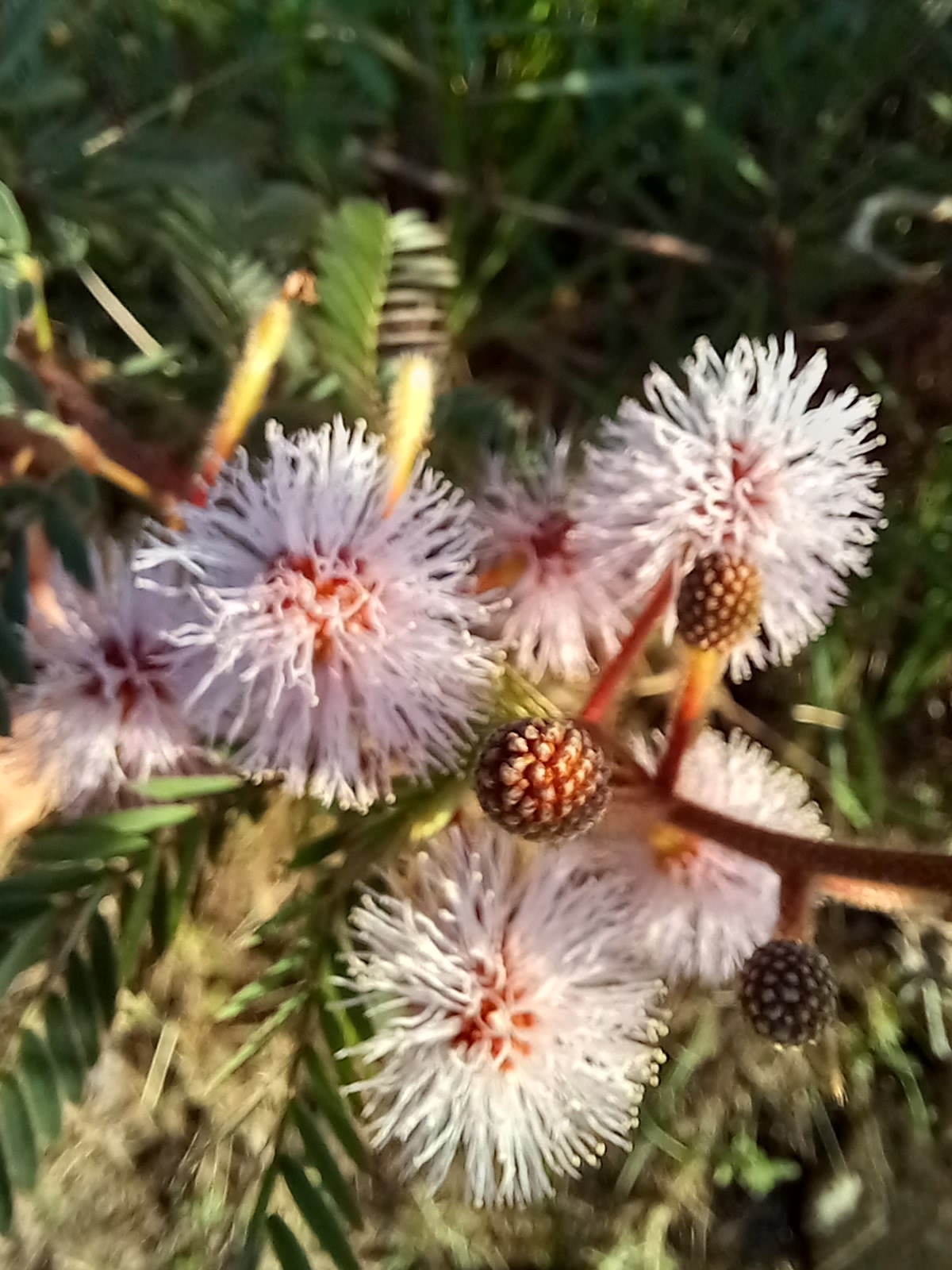Photo of Sensitive Plant (4/12)