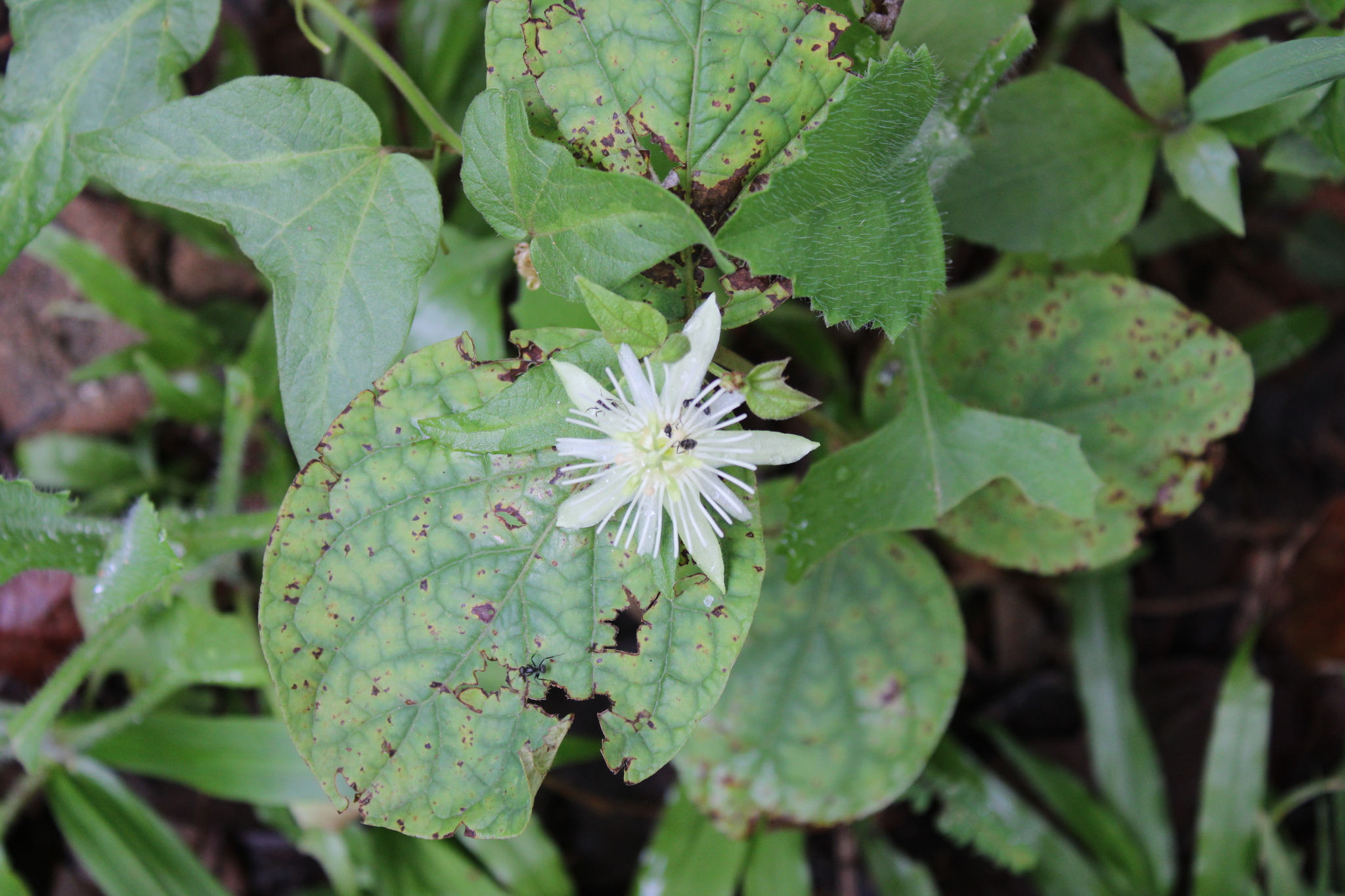 Photo of Passiflora capsularis (5/6)