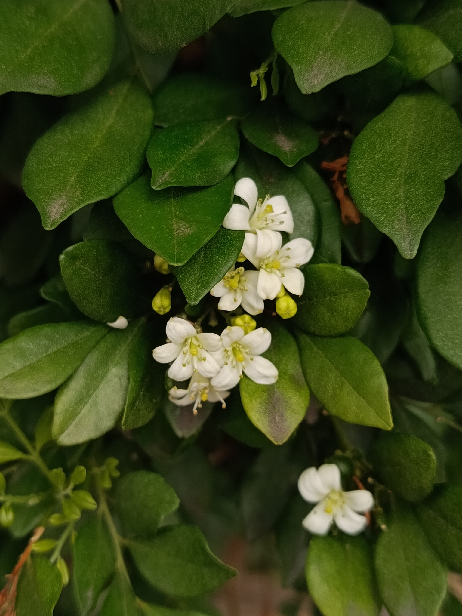Photo of Murraya (1/8)