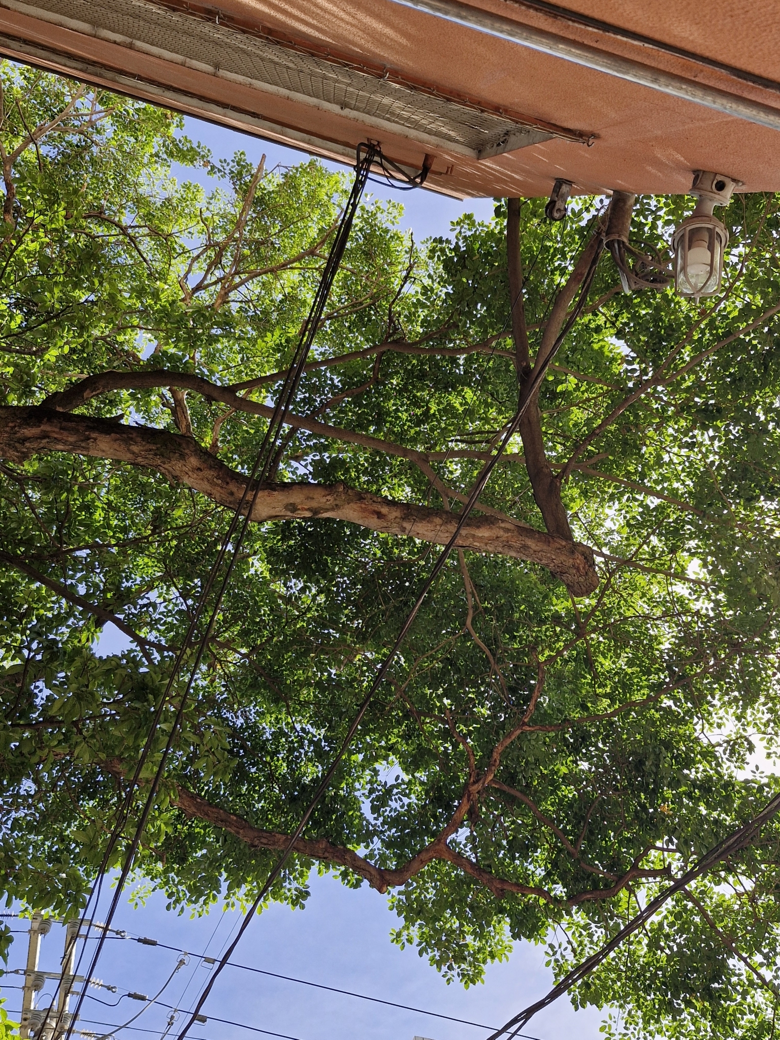 Photo of Pterocarpus violaceus (1/6)