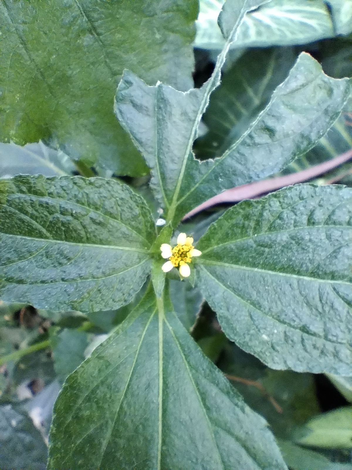 Photo of Synedrella (3/8)