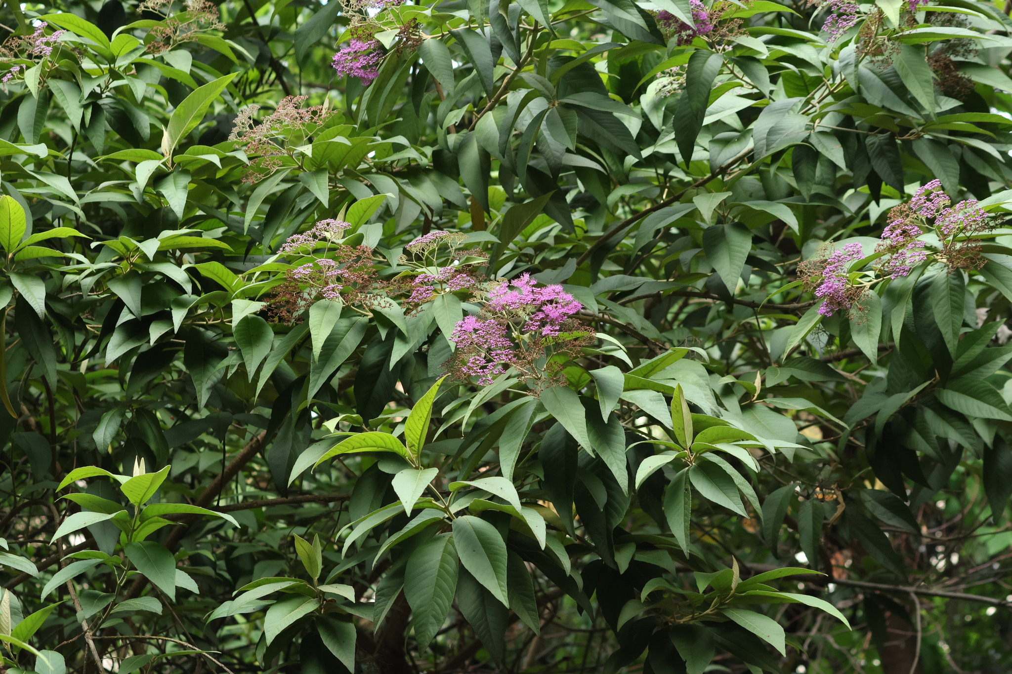 Photo of Magnoliopsida (5/5)