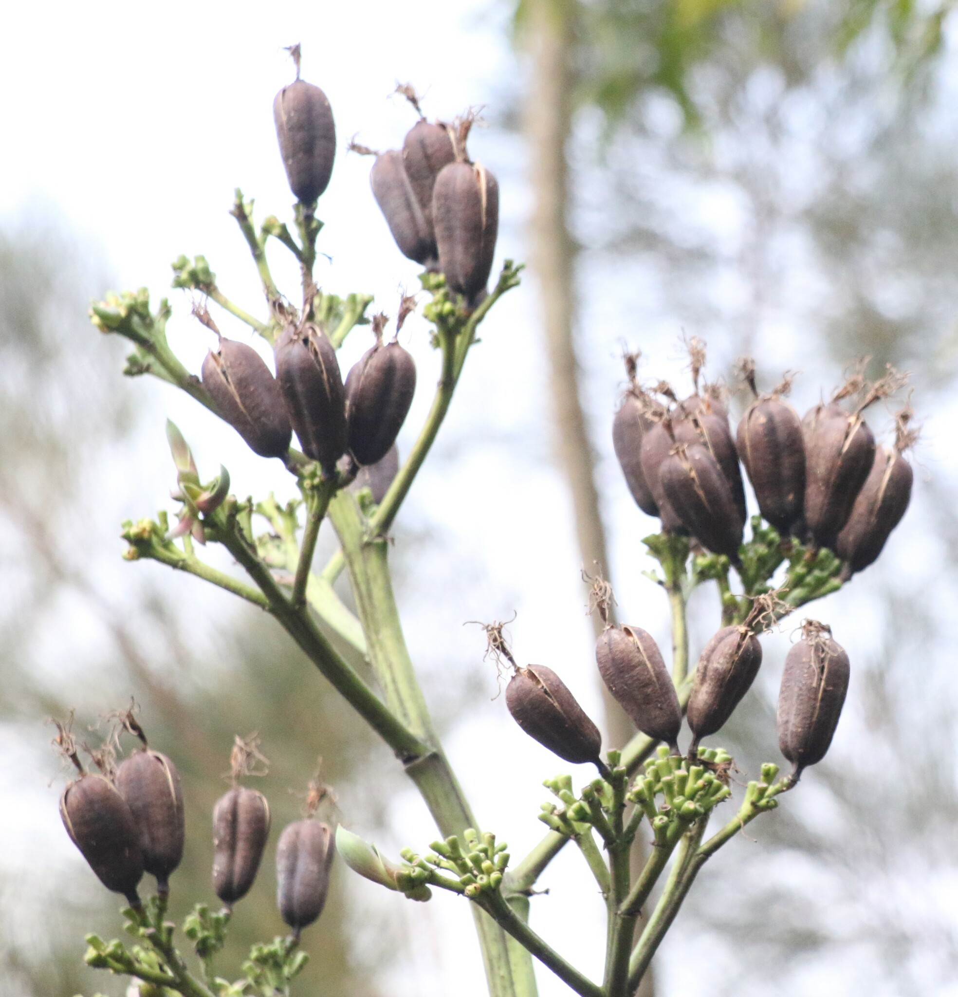 Photo of Agavoideae (2/5)