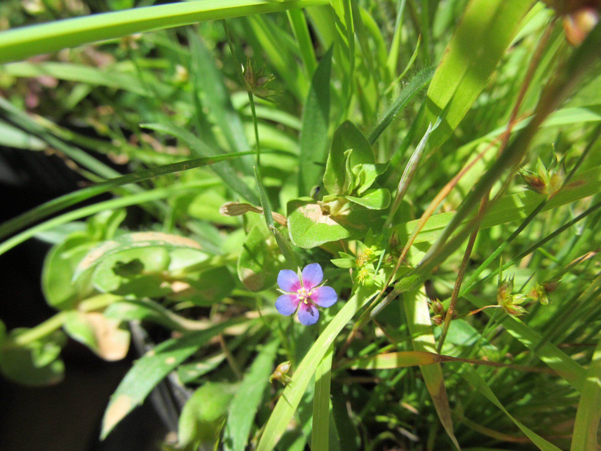 Photo of Blue Scarlet Pimpernel (11/12)