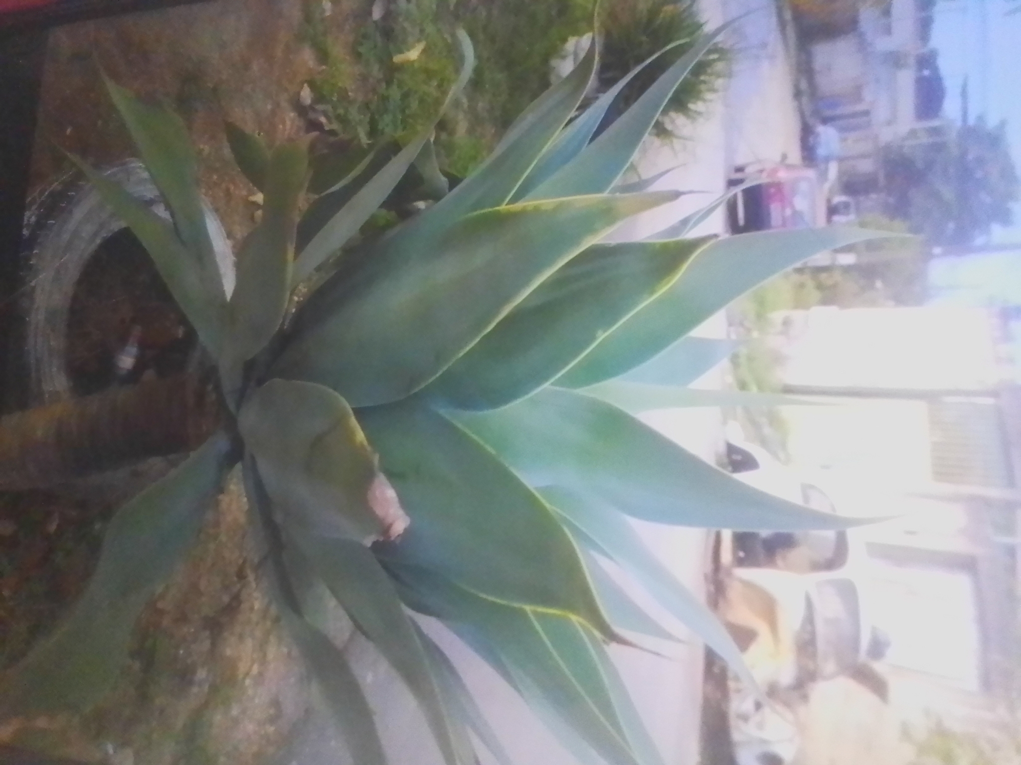 Photo of Swan-neck Agave (11/12)