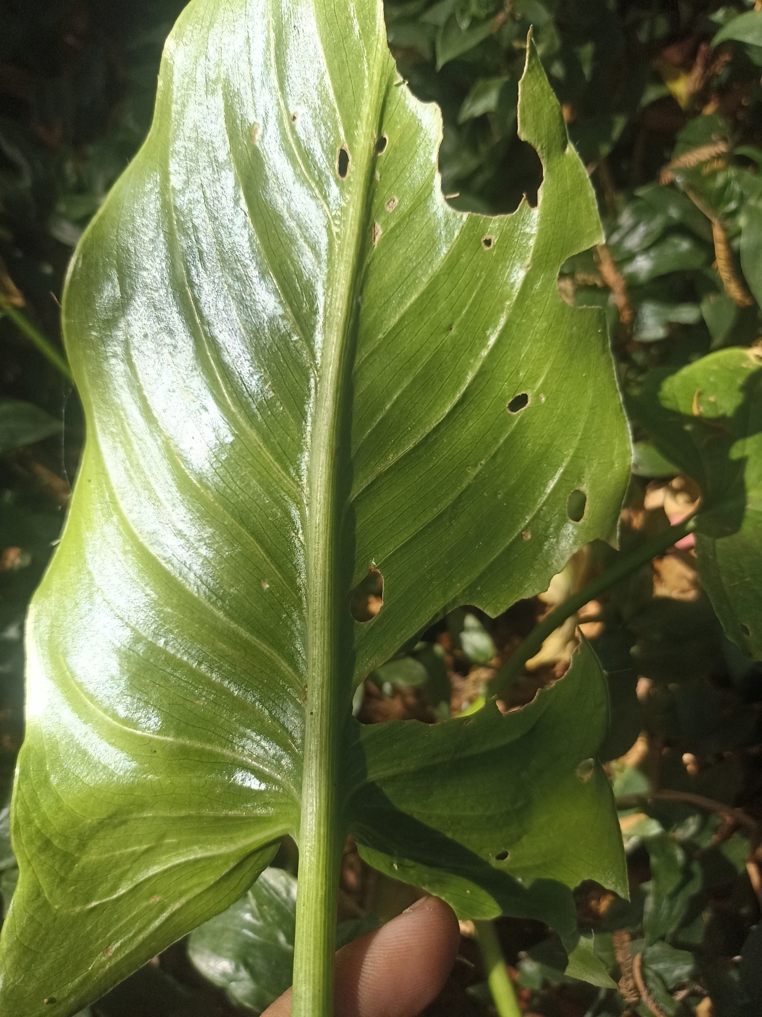 Photo of calla lily (2/12)