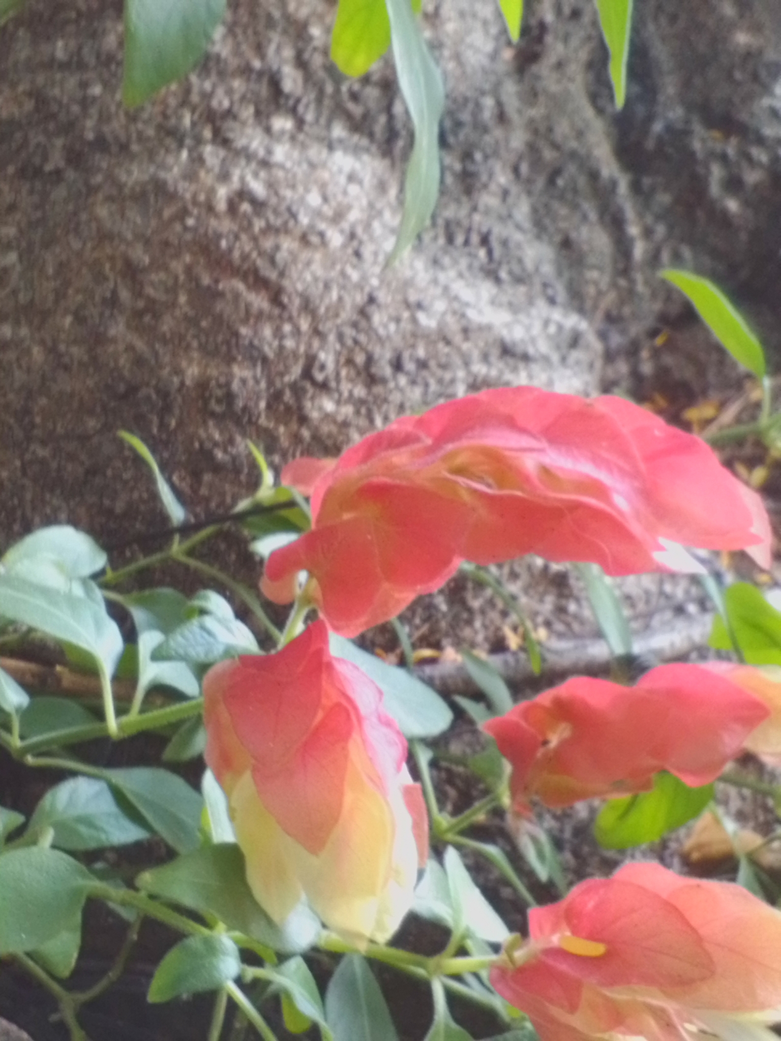 Photo of Shrimp plant (6/6)
