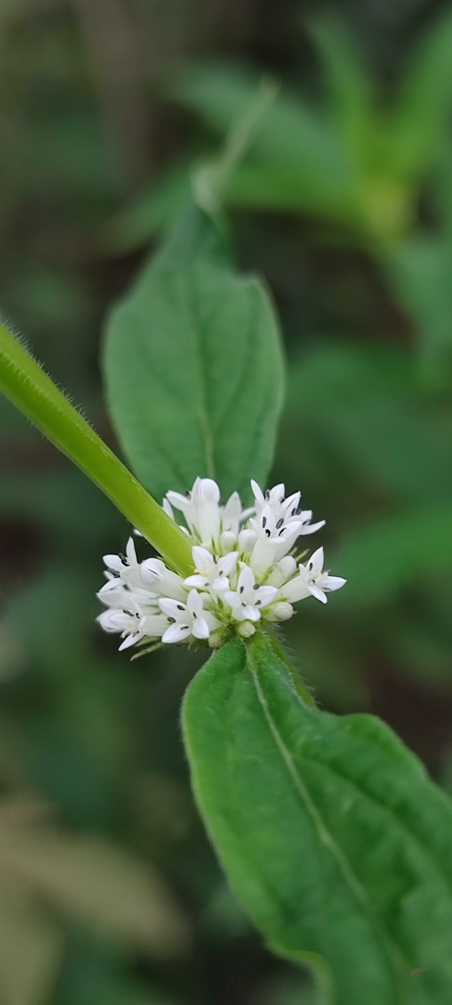 Photo of shrubby false buttonweed (8/12)