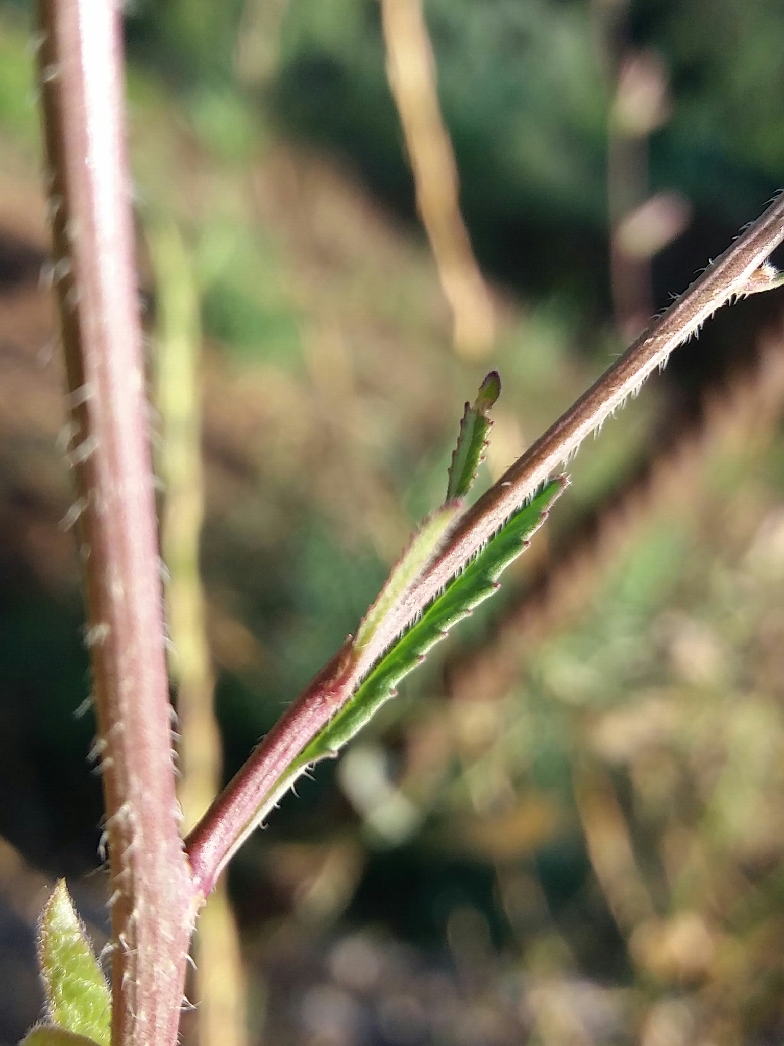 Photo of Shortpod Mustard (11/12)