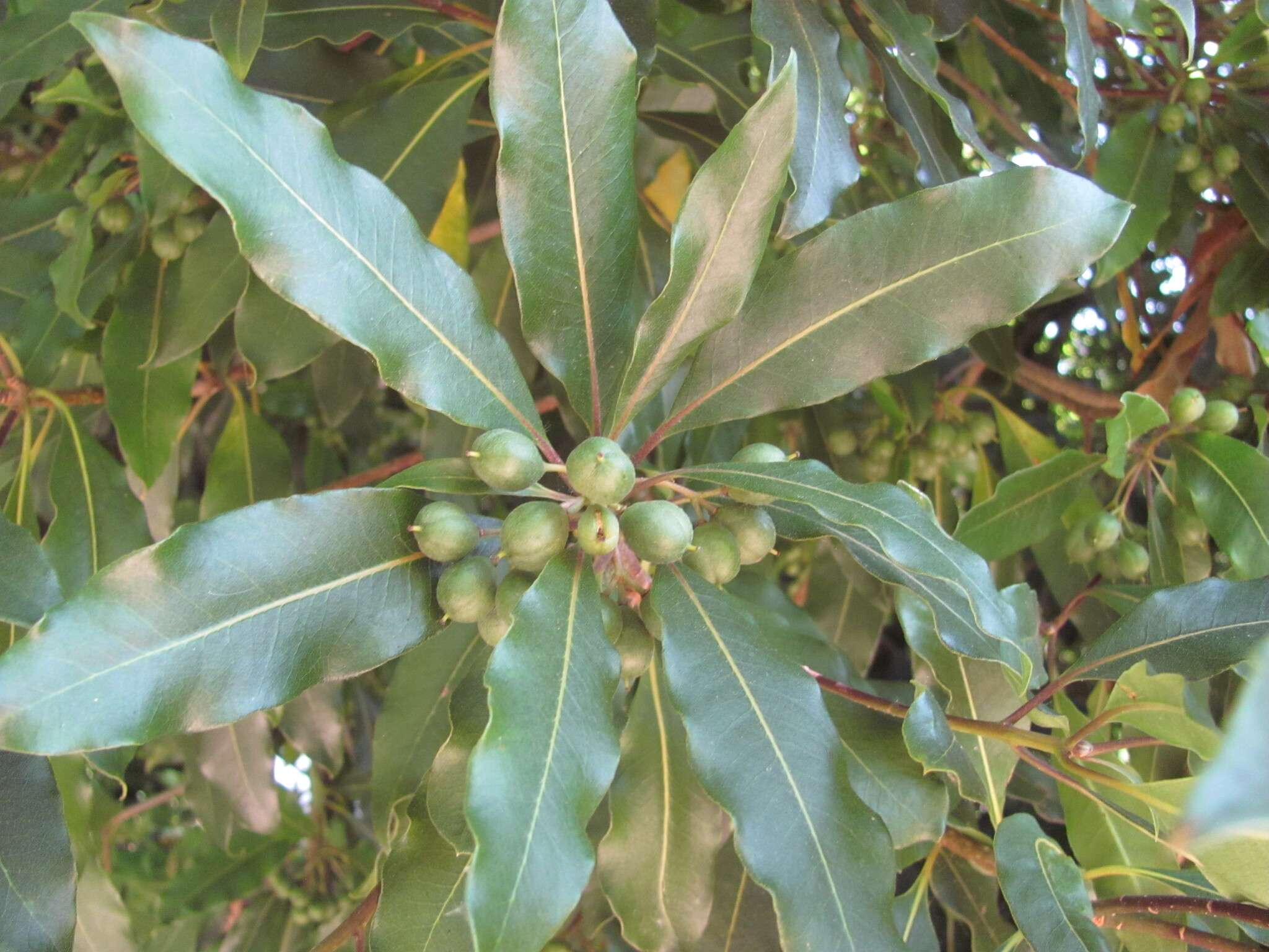 Photo of Australian Cheesewood (5/12)