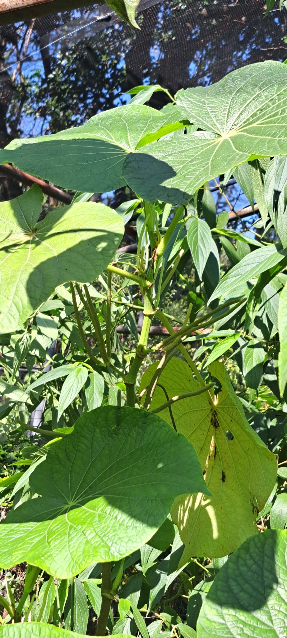Photo of pariparoba (3/7)