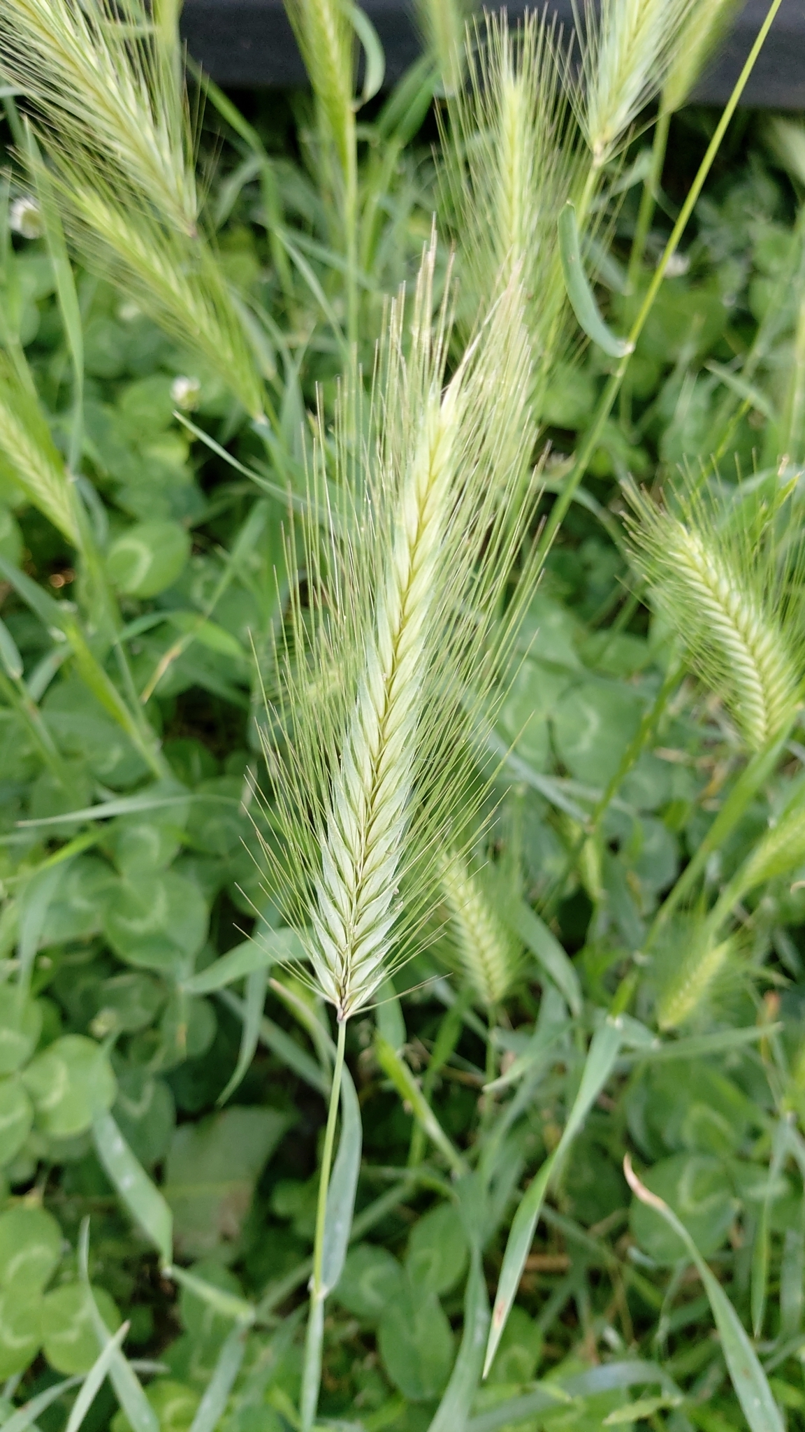 Photo of wall barley (9/12)