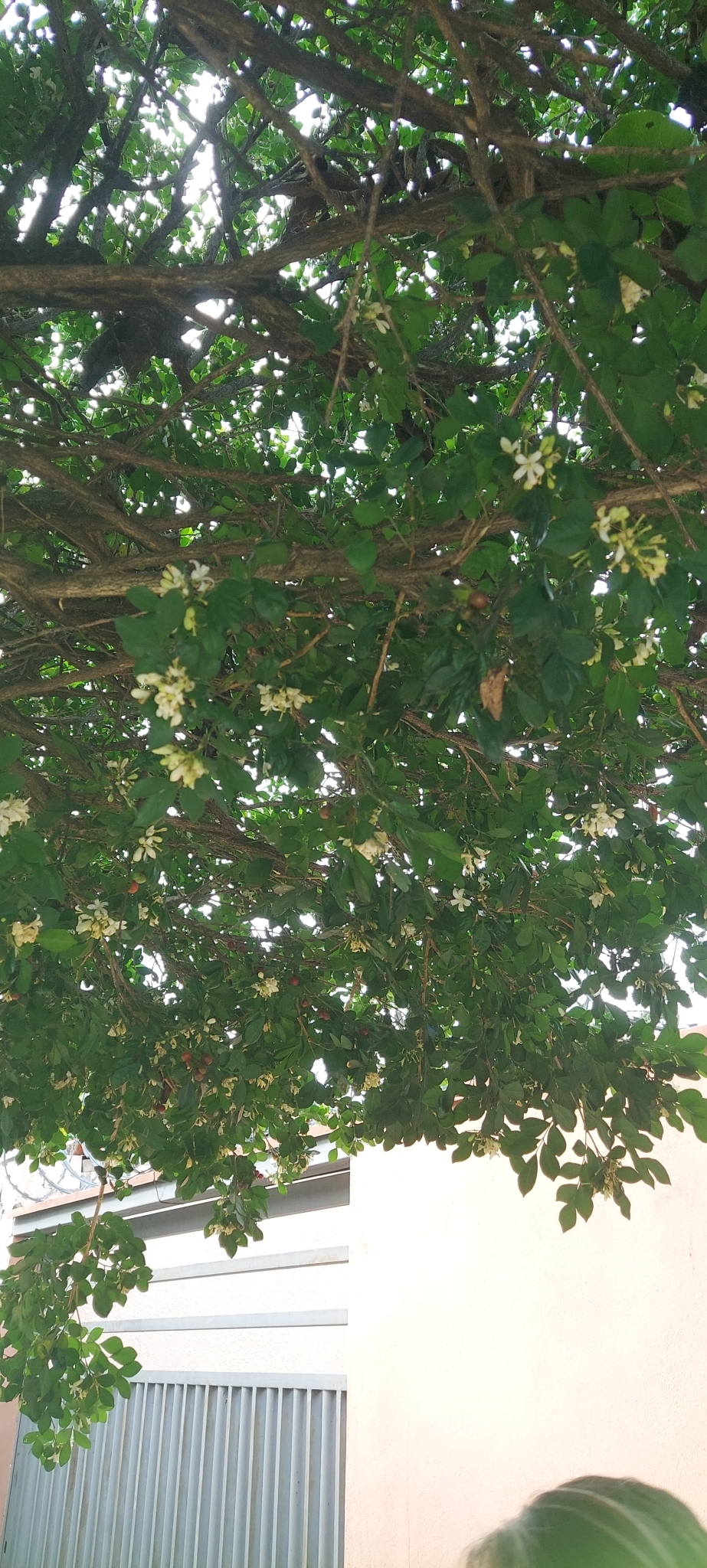 Photo of Orange Jasmine (3/10)