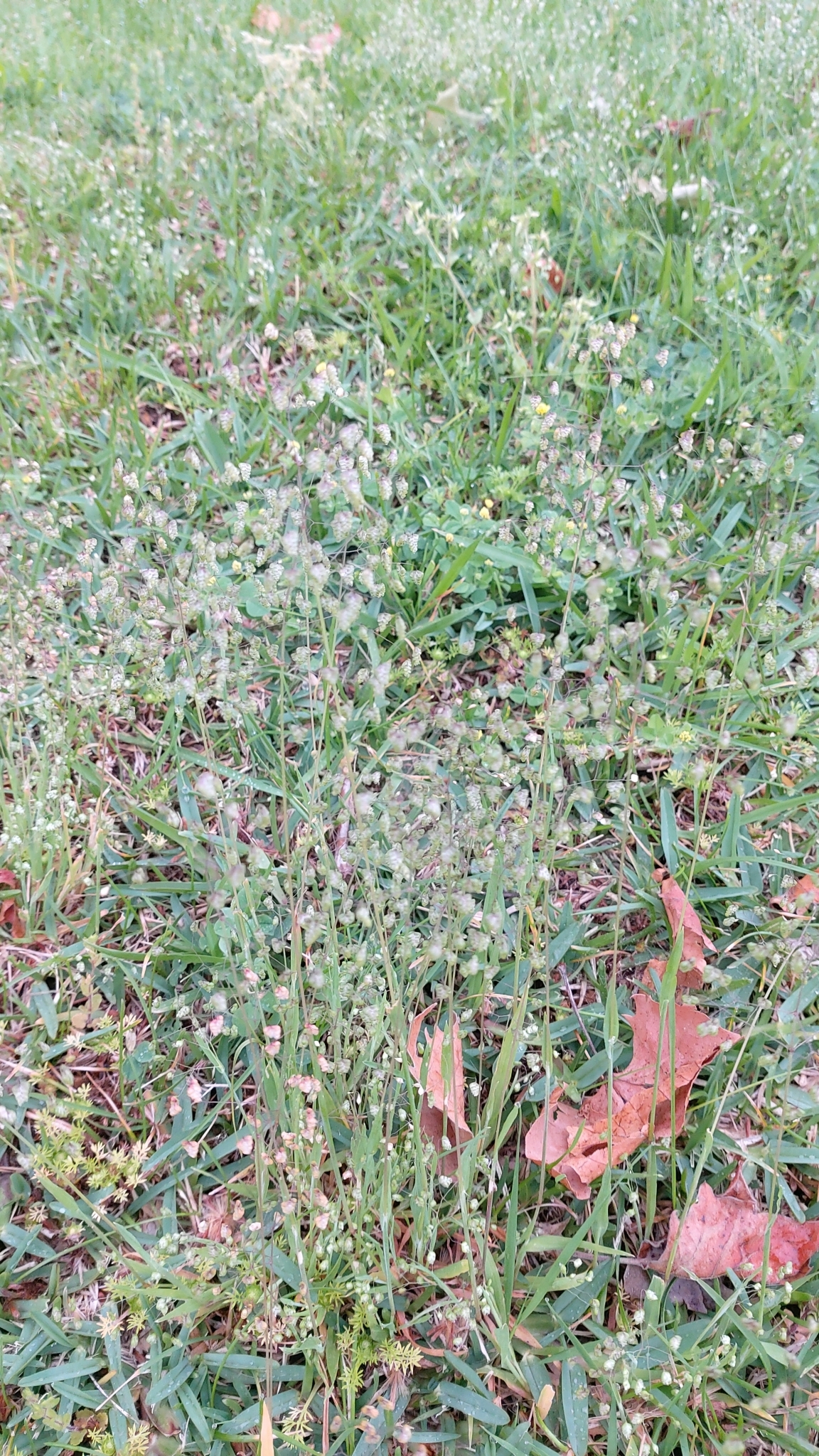 Photo of Little quaking-grass (5/12)