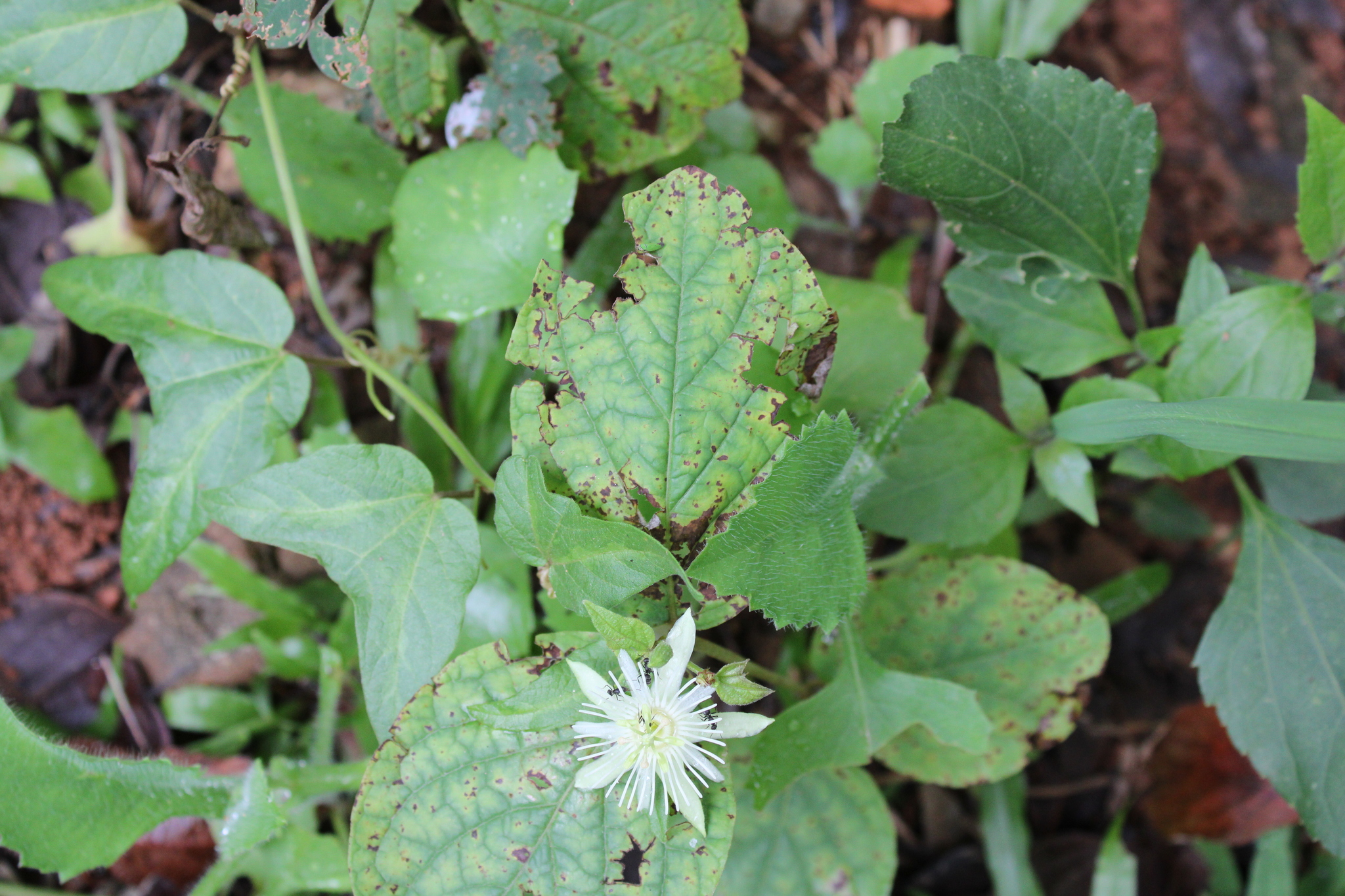 Photo of Passiflora capsularis (3/6)