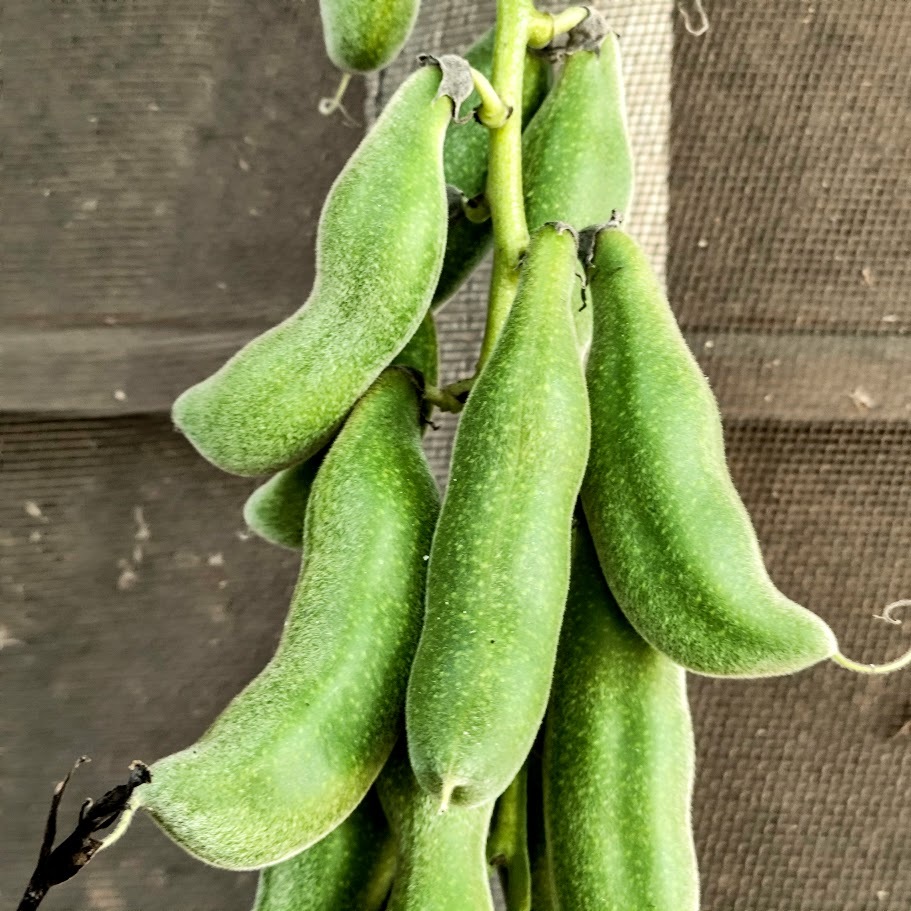 Photo of Velvet bean (2/7)