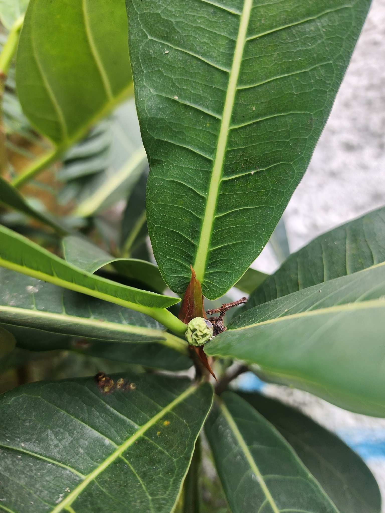 Photo of Ficus obtusifolia (3/11)