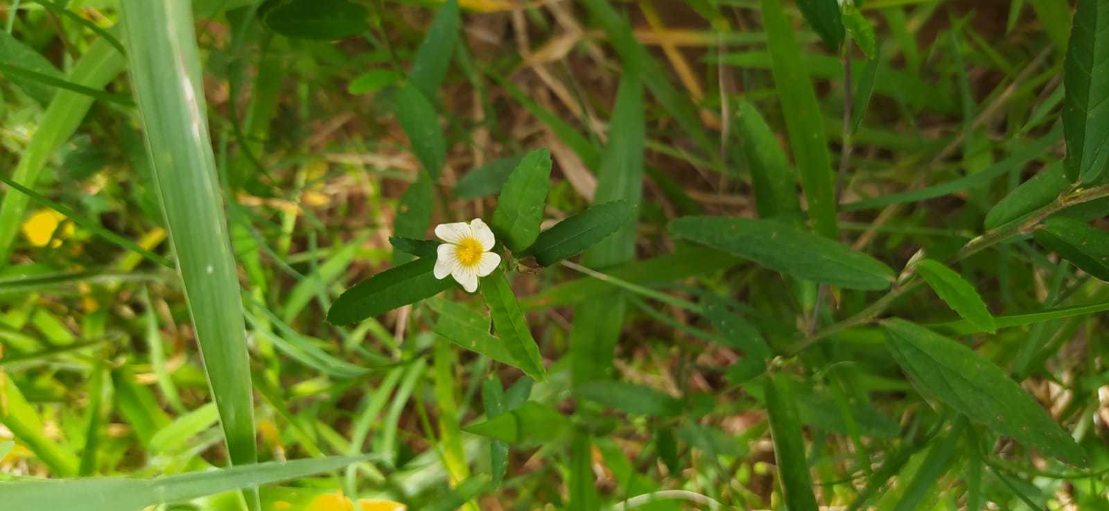 Photo of Sida (1/7)
