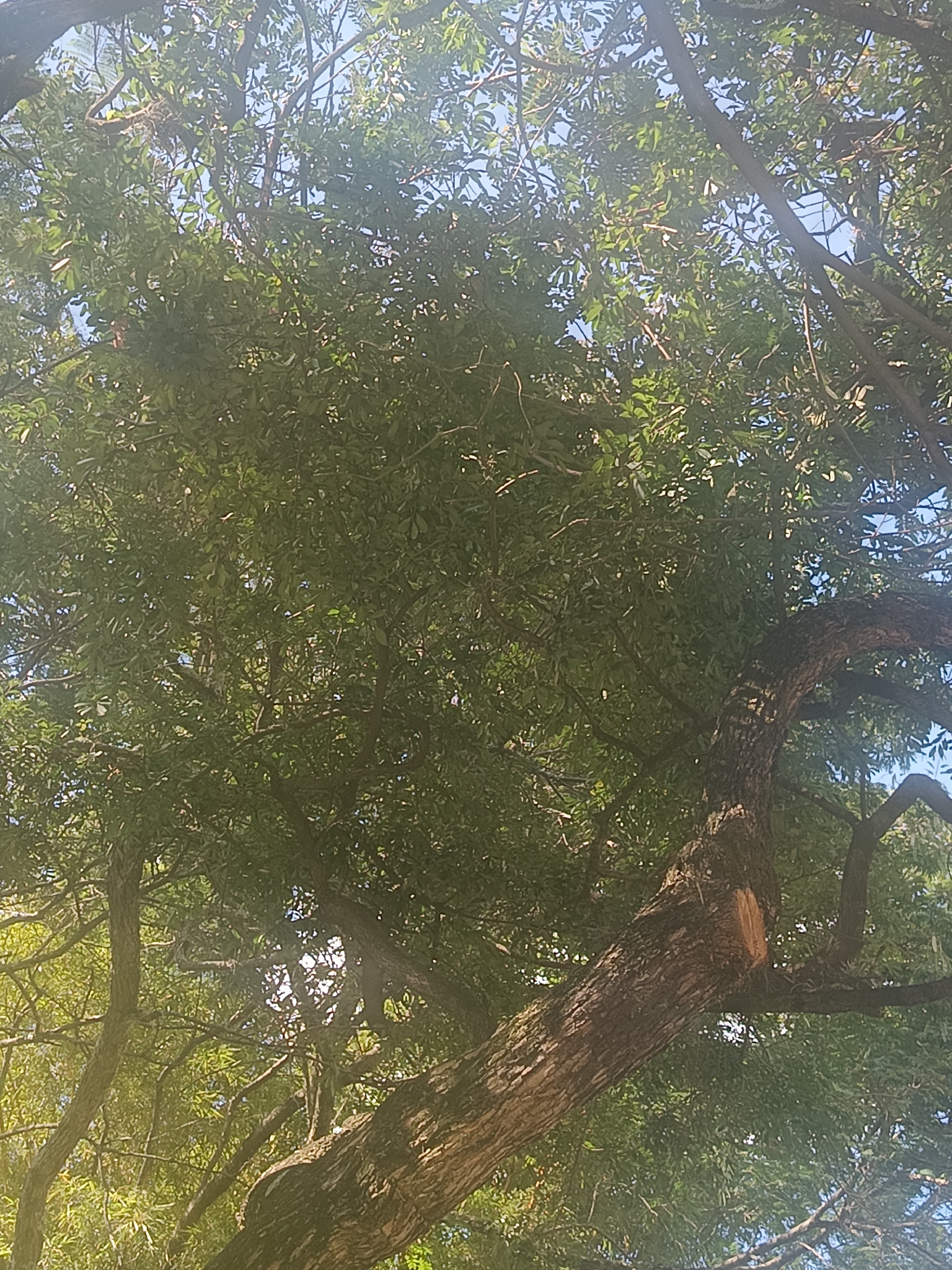 Photo of Chrysophyllum marginatum (6/12)