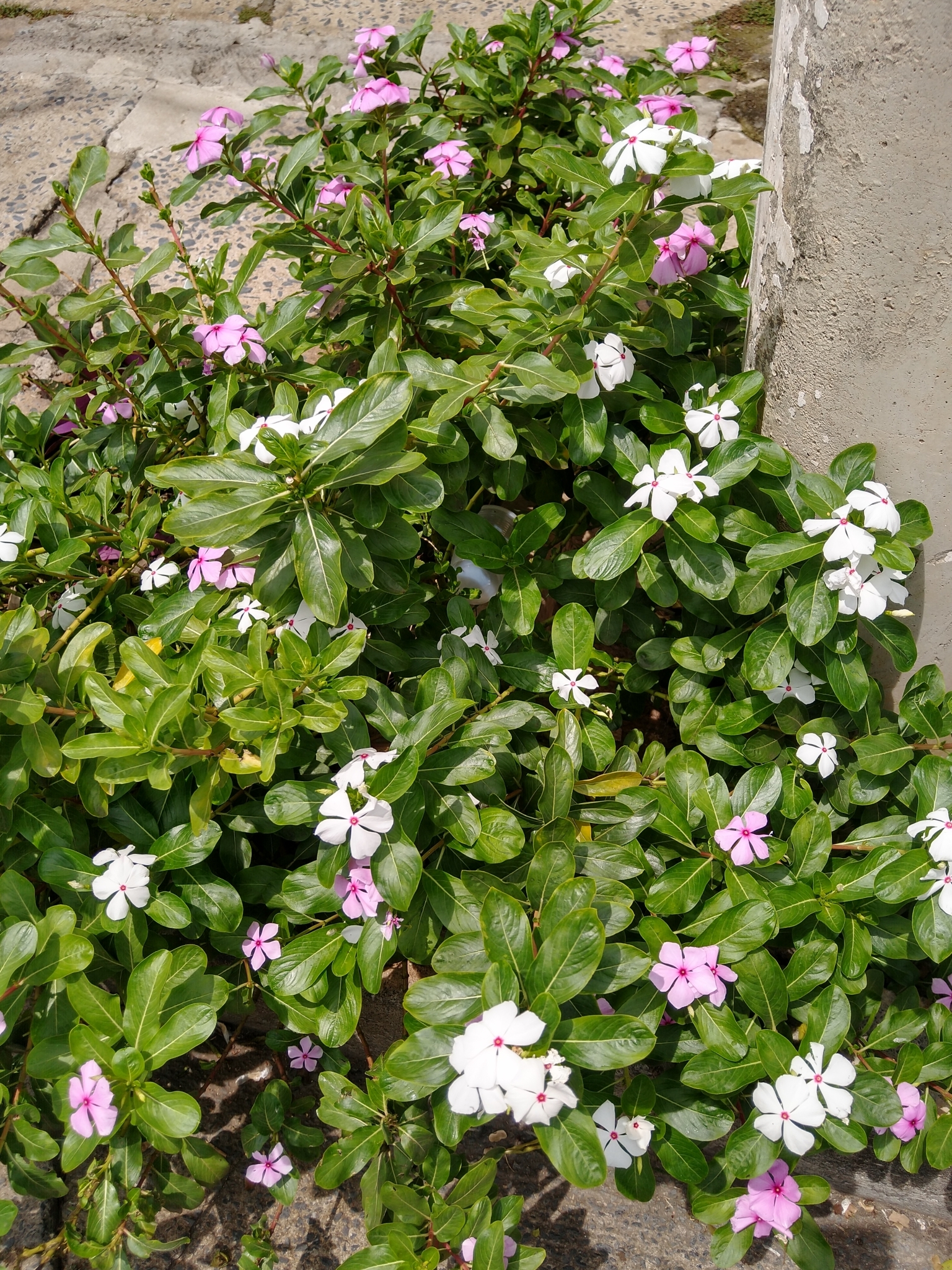 Photo of Madagascar Periwinkle (11/12)
