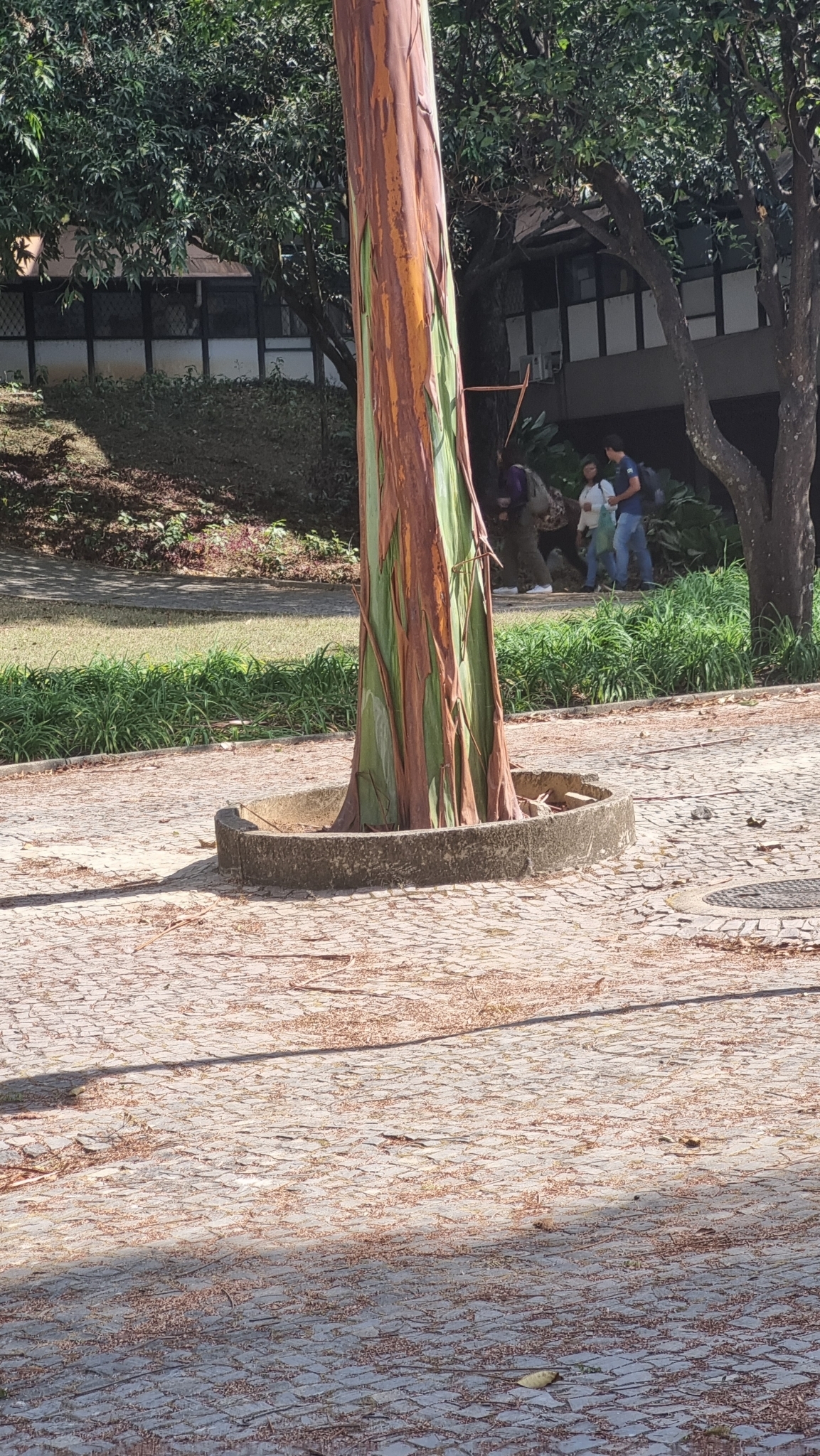 Photo of Calycophyllum spruceanum (1/7)