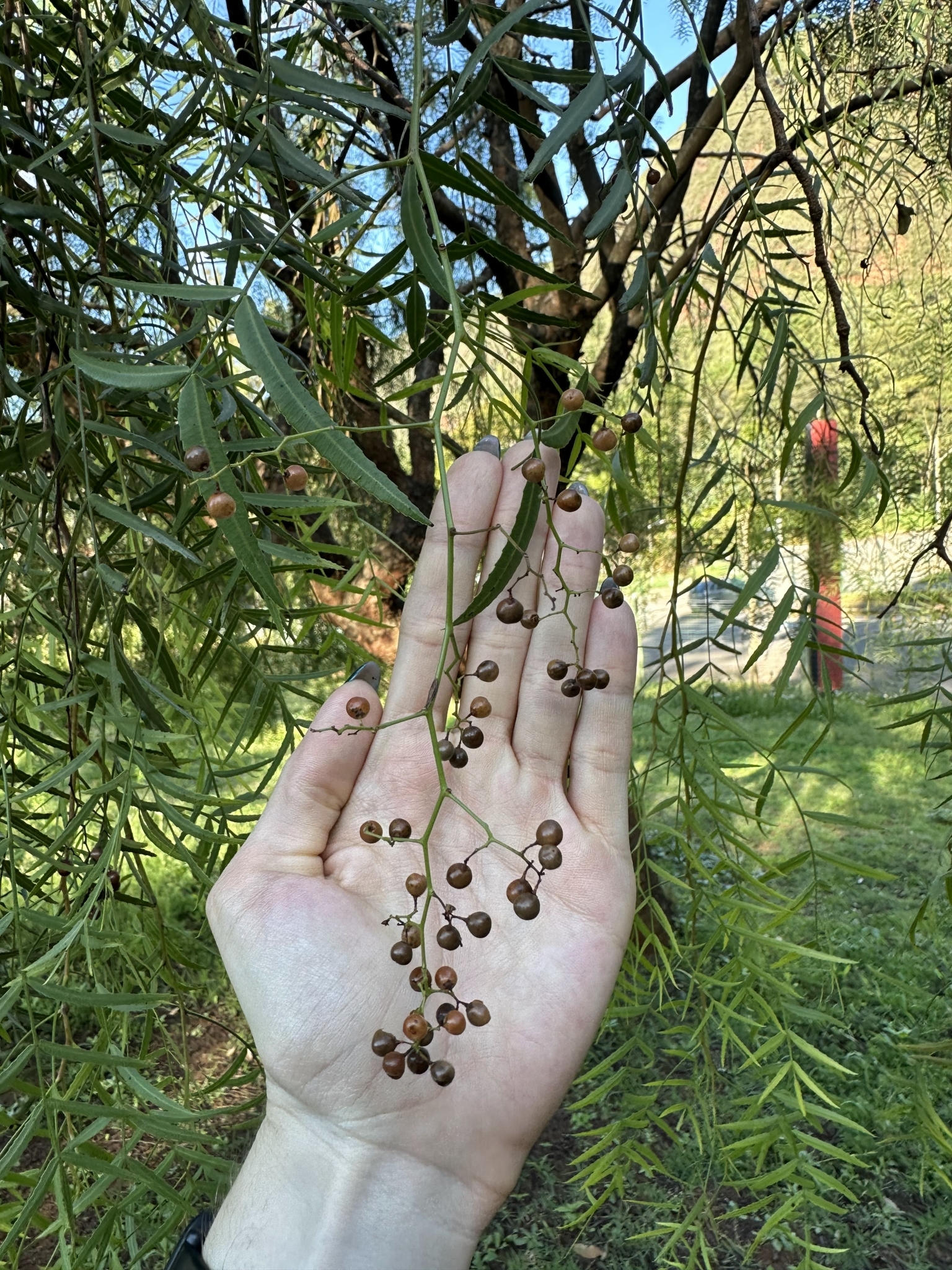 Photo of Peruvian Pepper Tree (4/7)