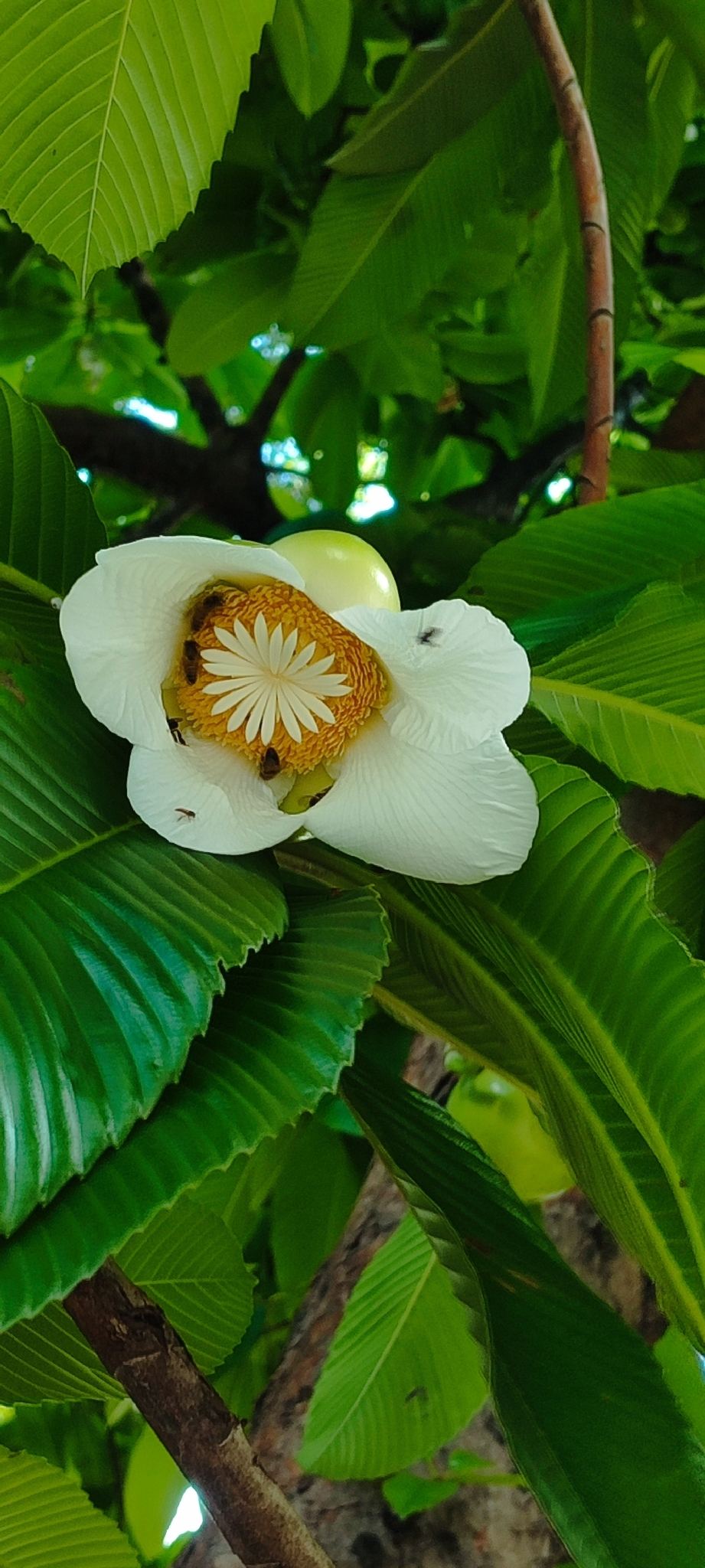 Photo of elephant apple (6/9)