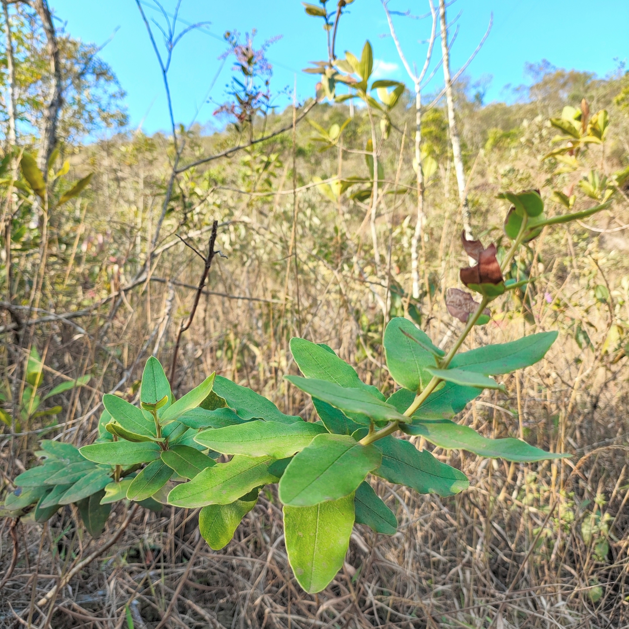 Photo of Gaylussacia brasiliensis (3/8)