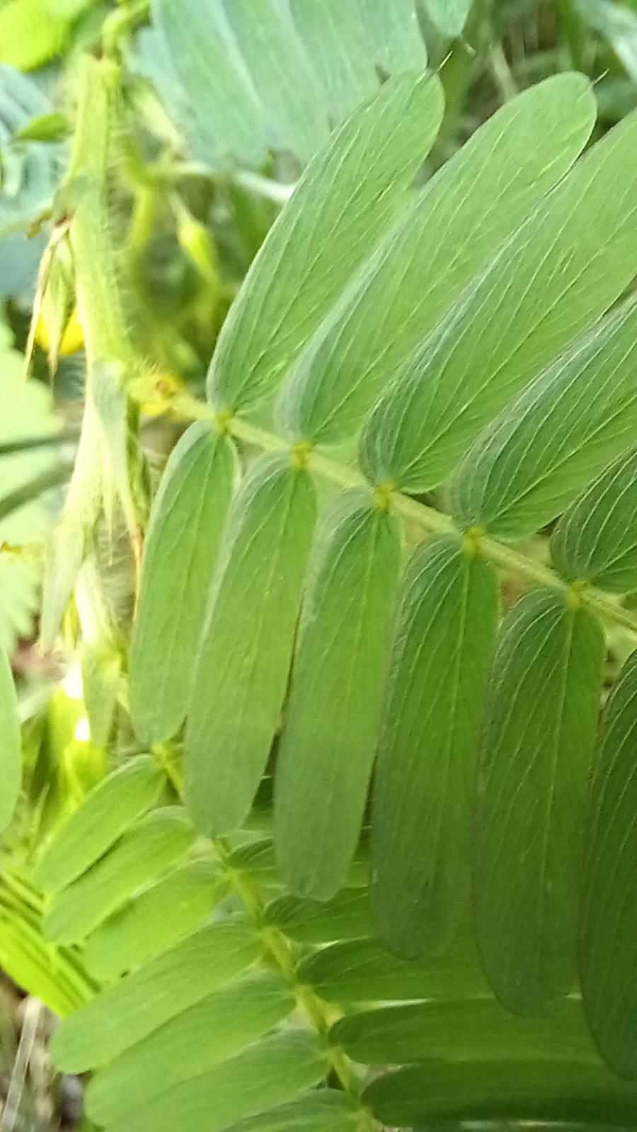 Photo of Magnoliopsida (4/6)
