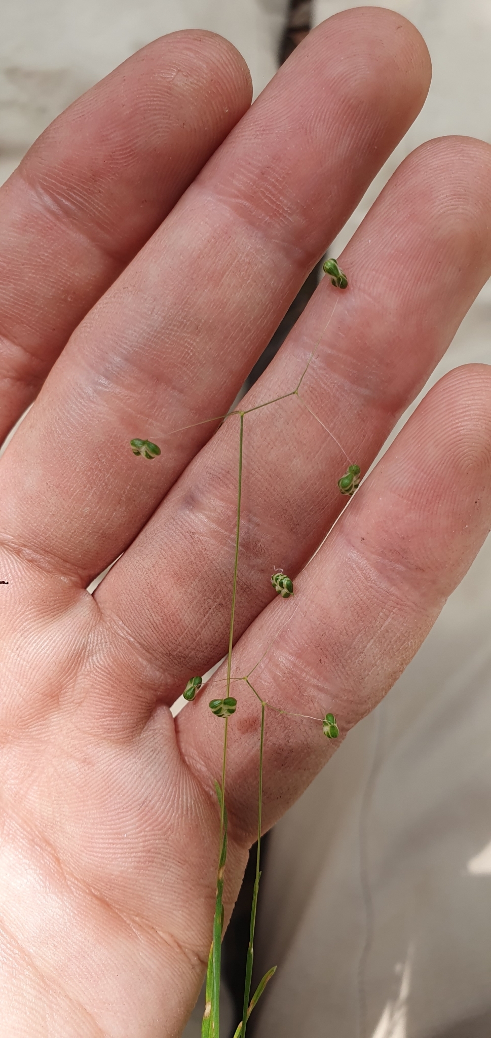 Photo of Little quaking-grass (8/12)