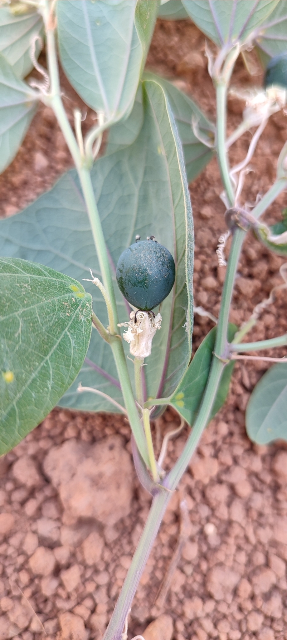 Photo of Passiflora pohlii (8/12)