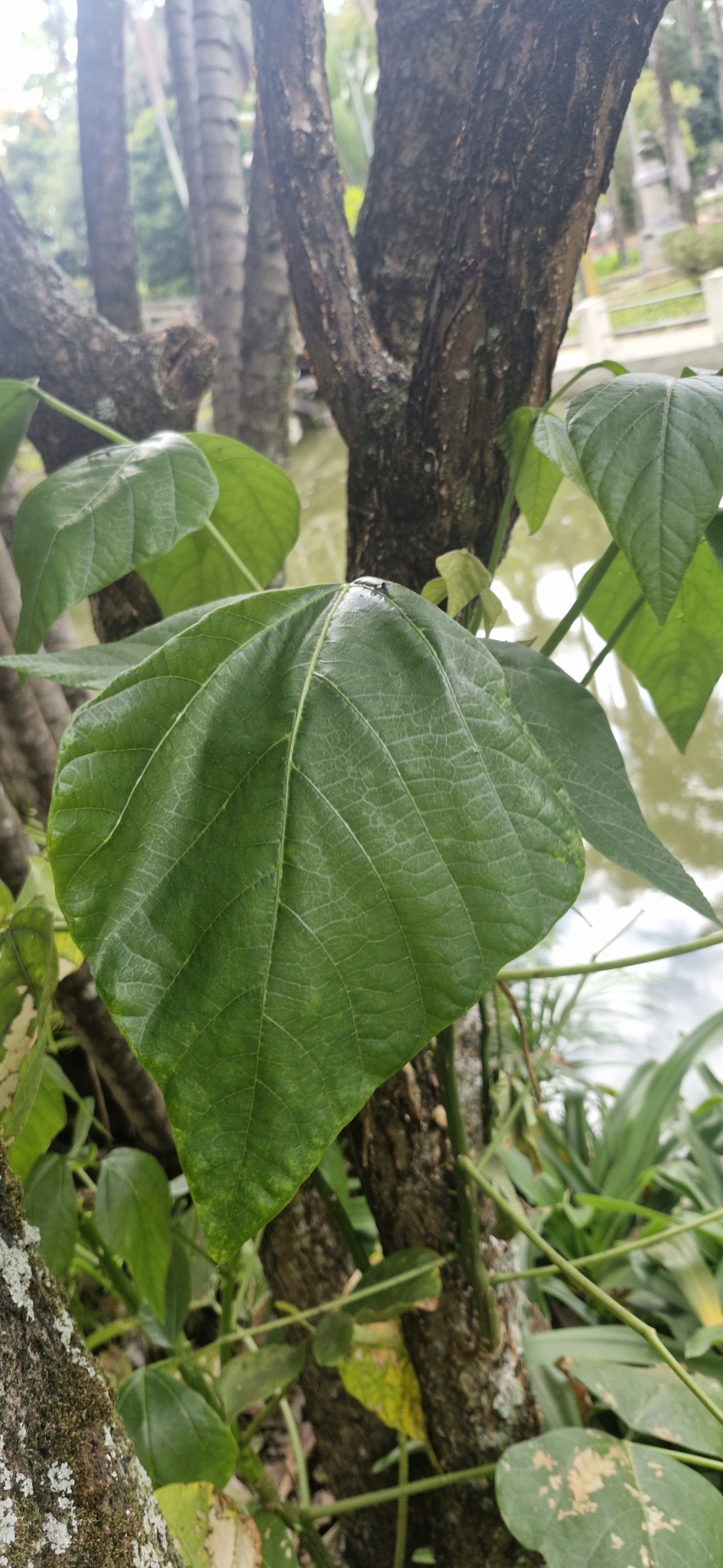 Photo of Magnoliopsida (1/6)