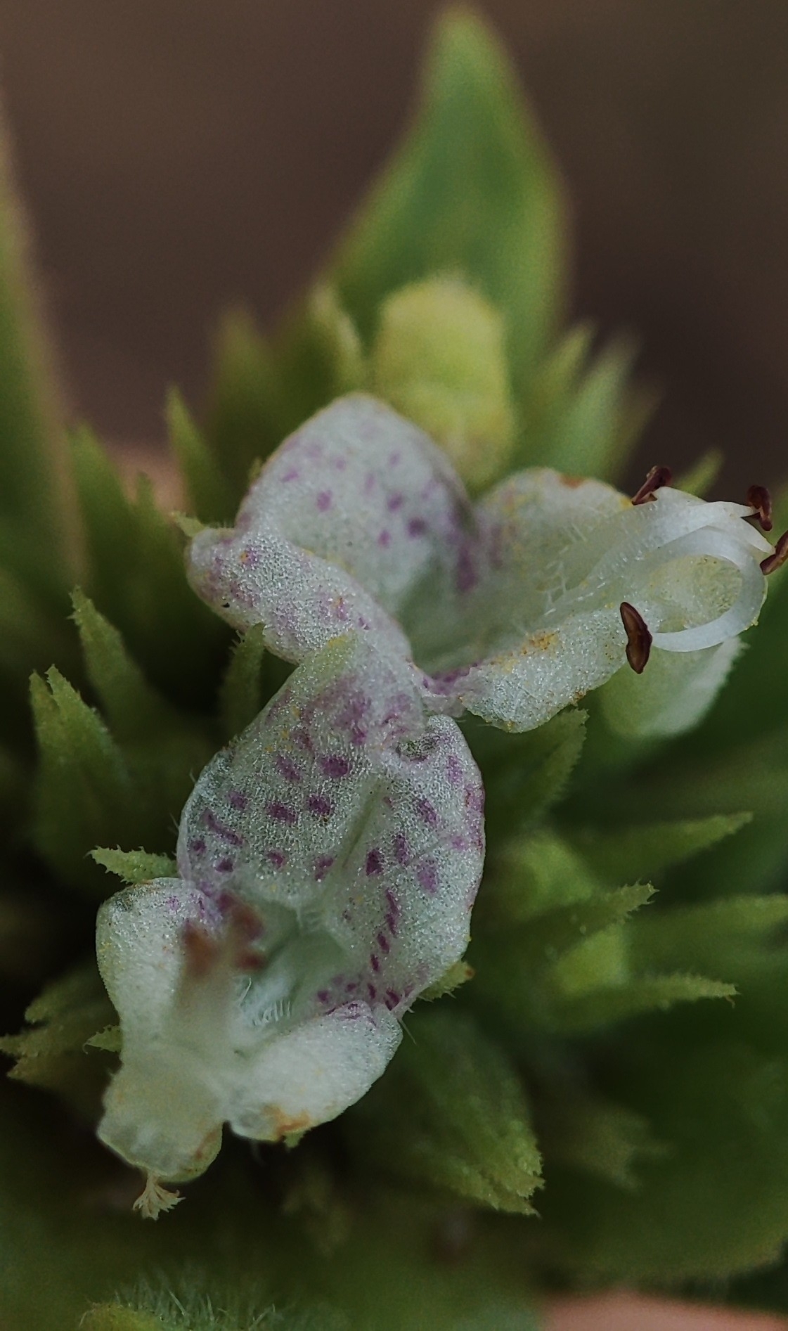 Photo of Hyptis marrubioides (12/12)