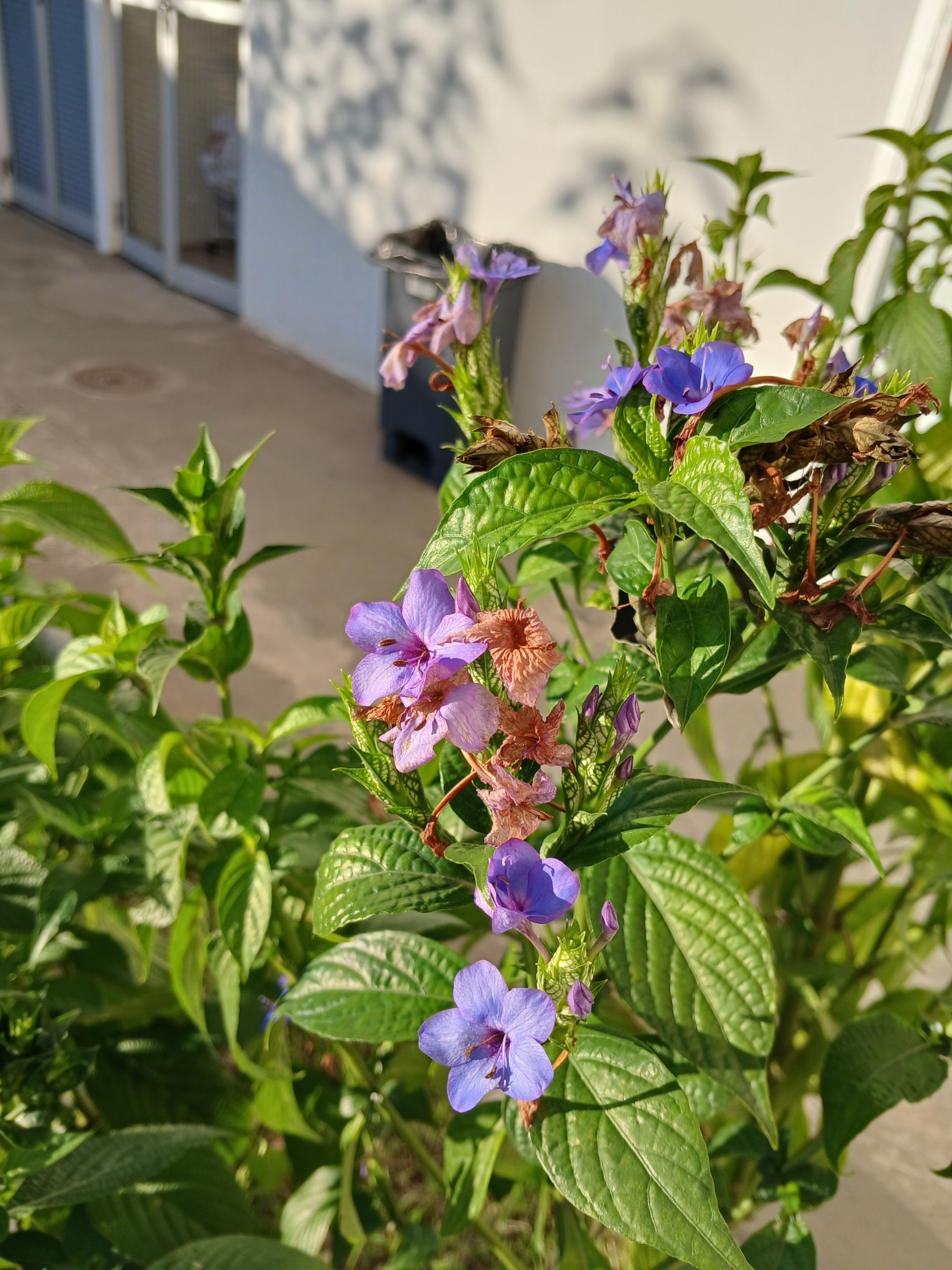 Photo of Blue Eranthemum (2/6)