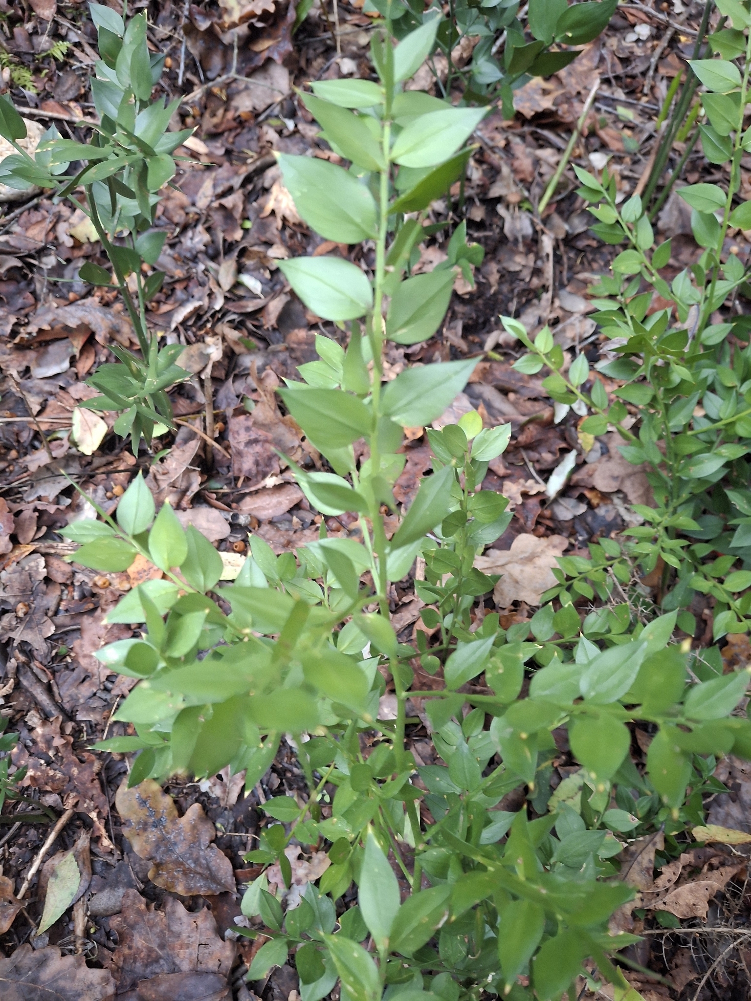 Photo of butcher's-broom (4/12)