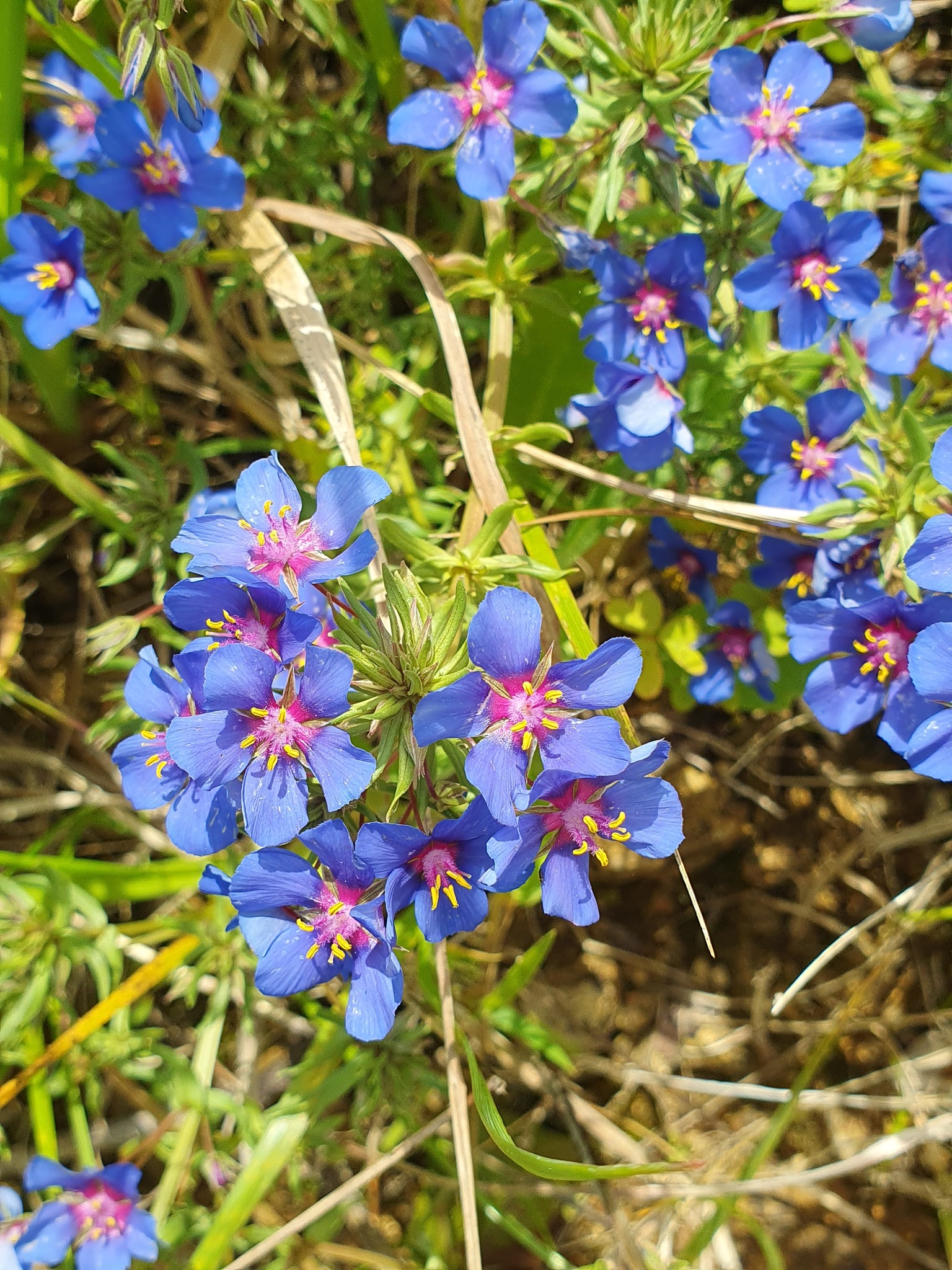 Photo of Flax-leaved Blue Pimpernel (1/12)