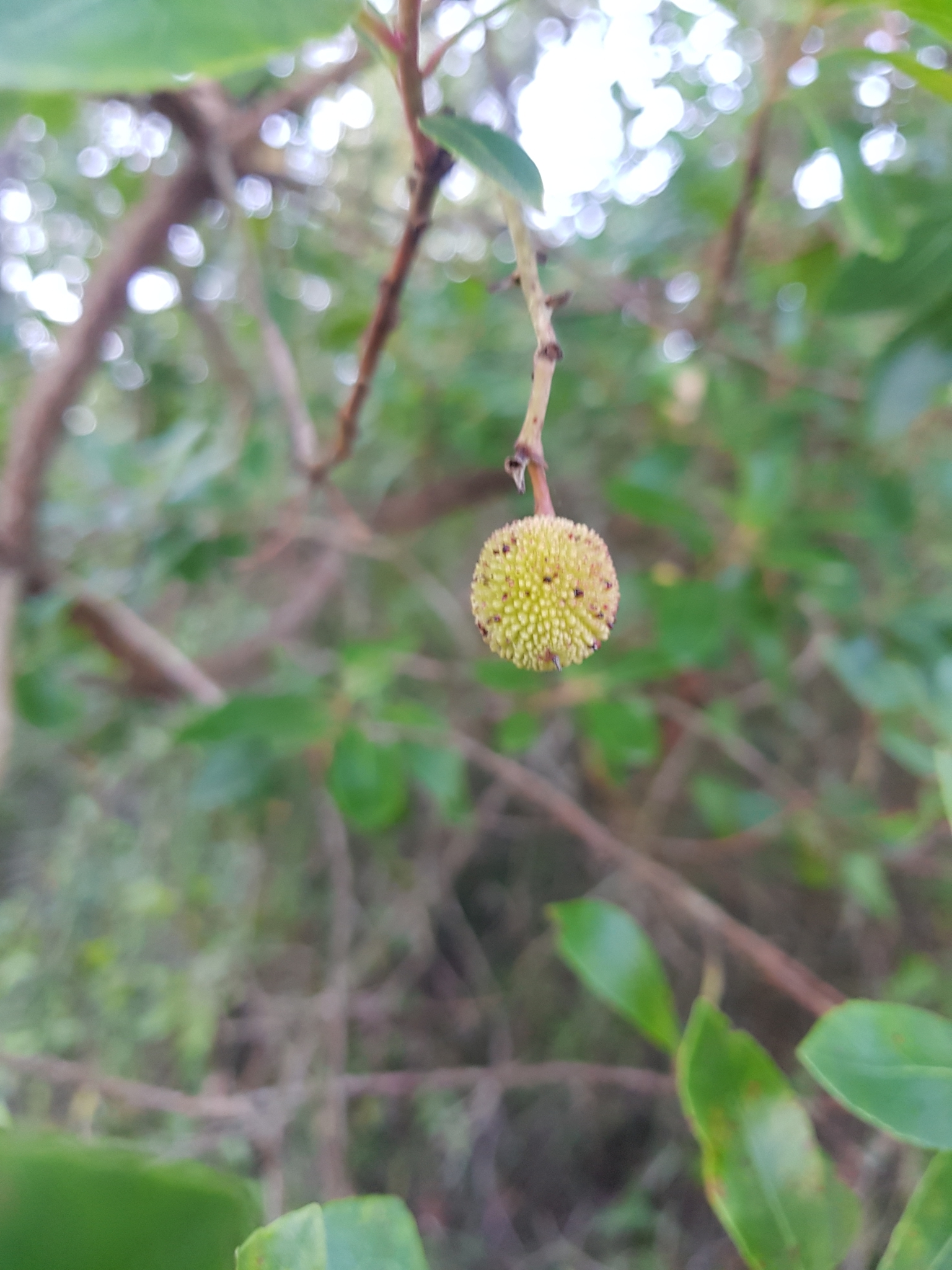 Photo of strawberry tree (1/10)