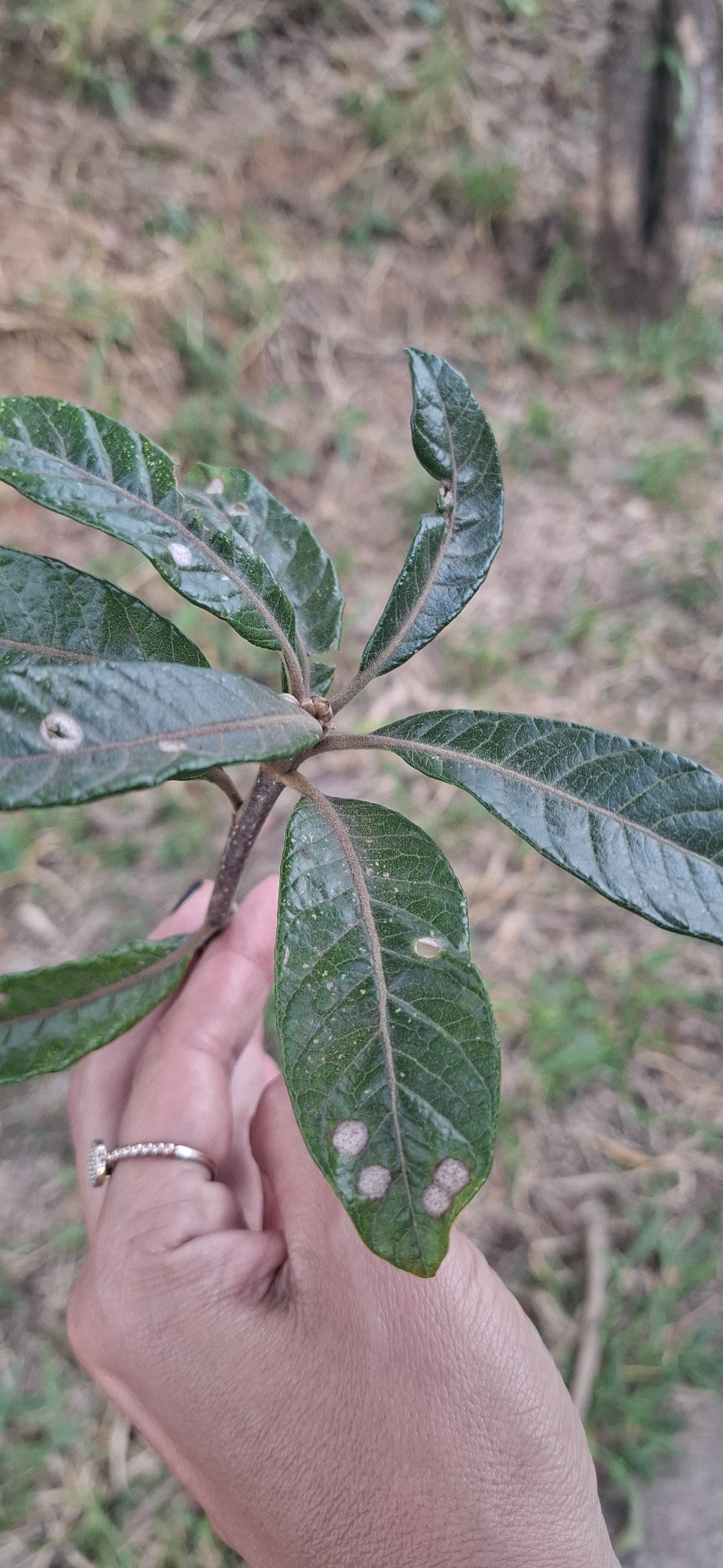 Photo of Aspidosperma tomentosum (5/12)