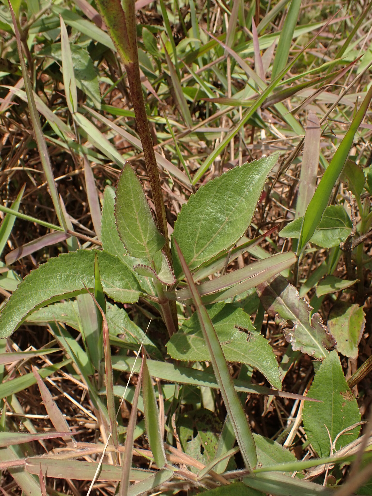 Photo of Hieracium (5/7)