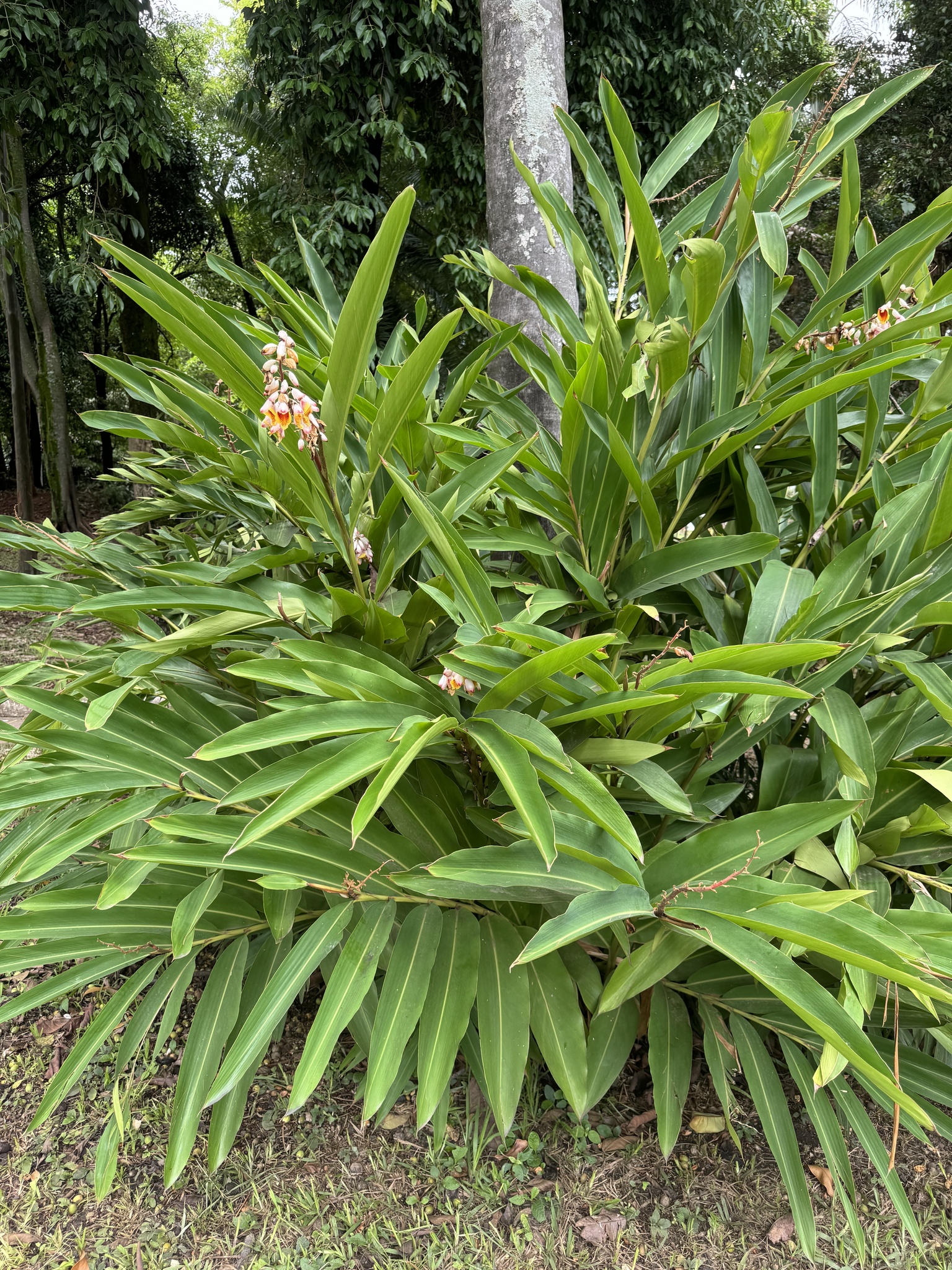 Photo of Shell ginger (1/8)