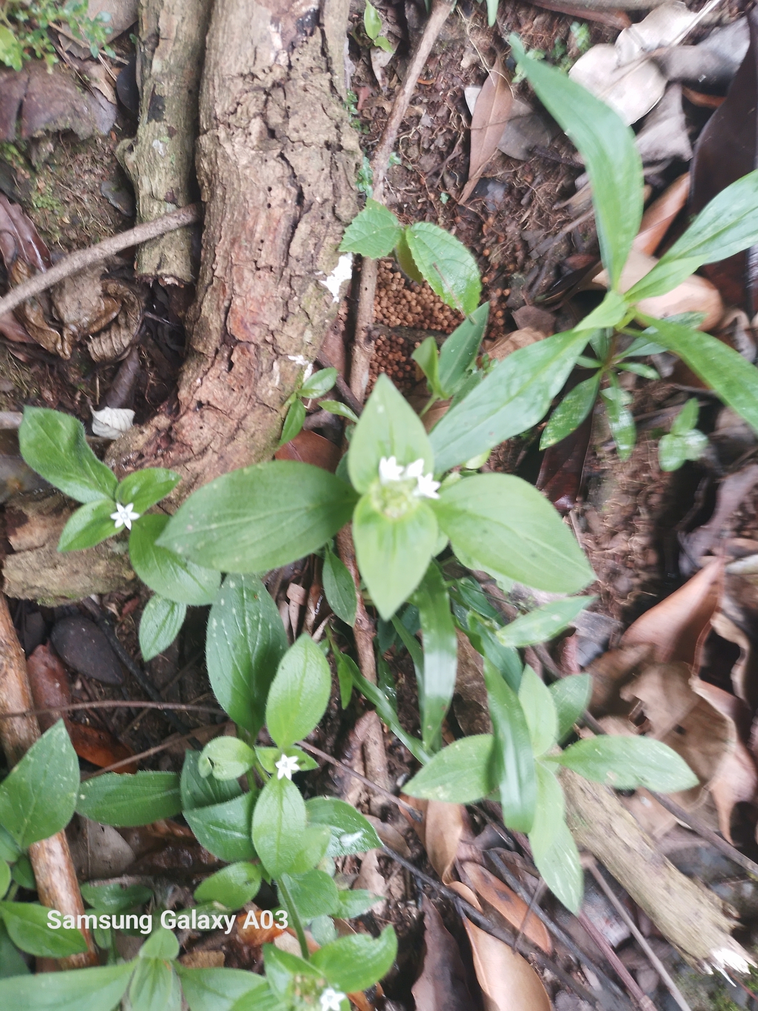 Photo of Plantae (4/8)