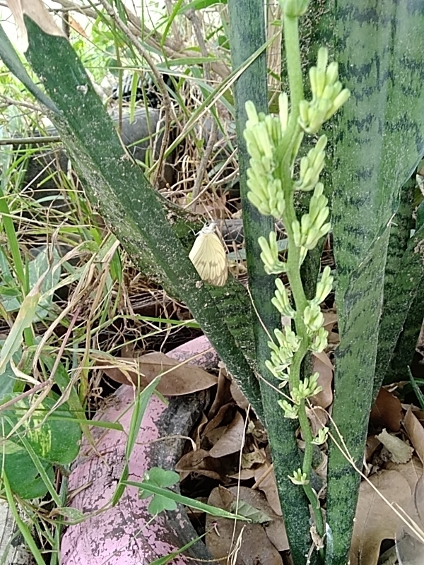 Photo of Variegated Croton (1/10)